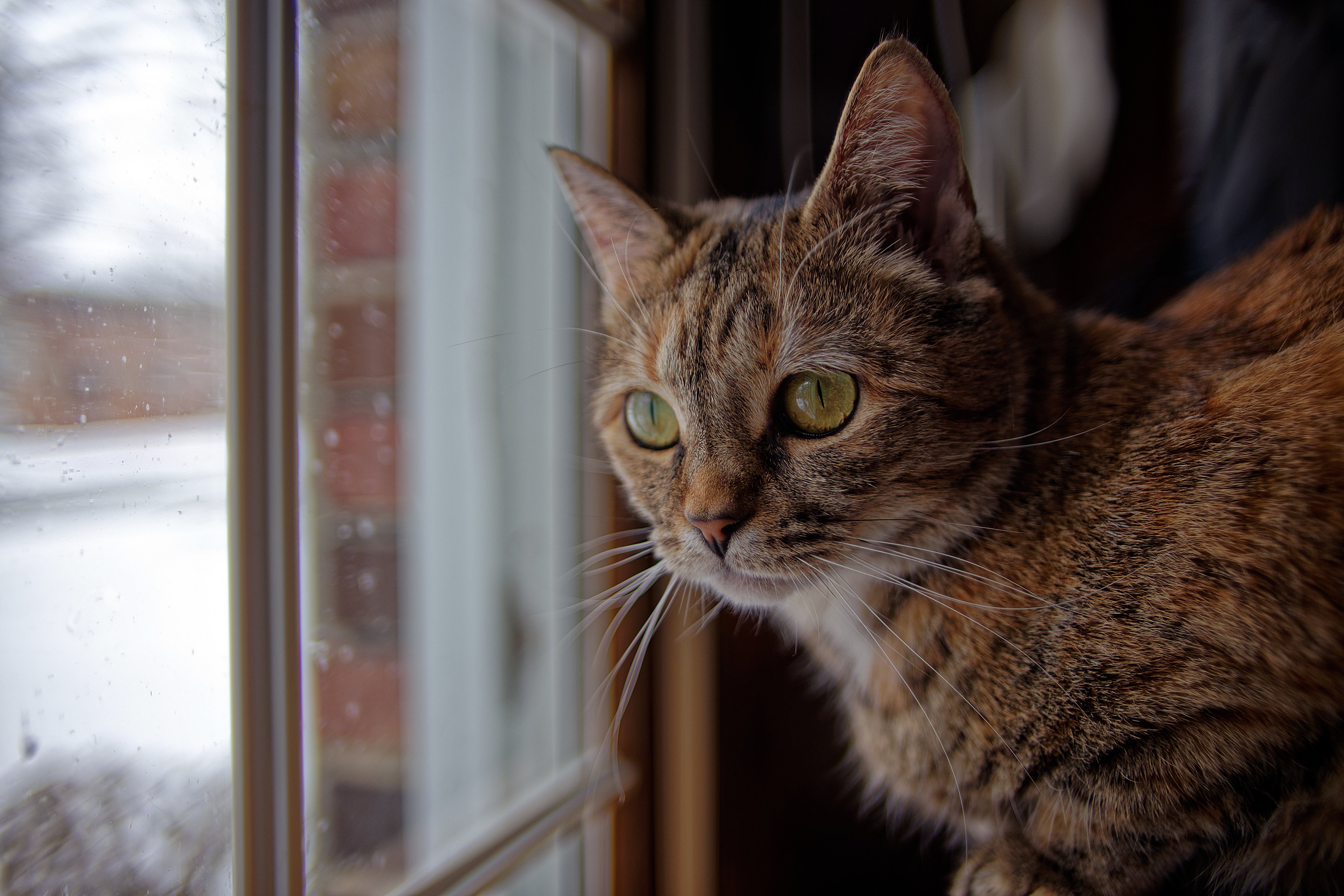 Tabby cat looking out a window HD Wallpaper