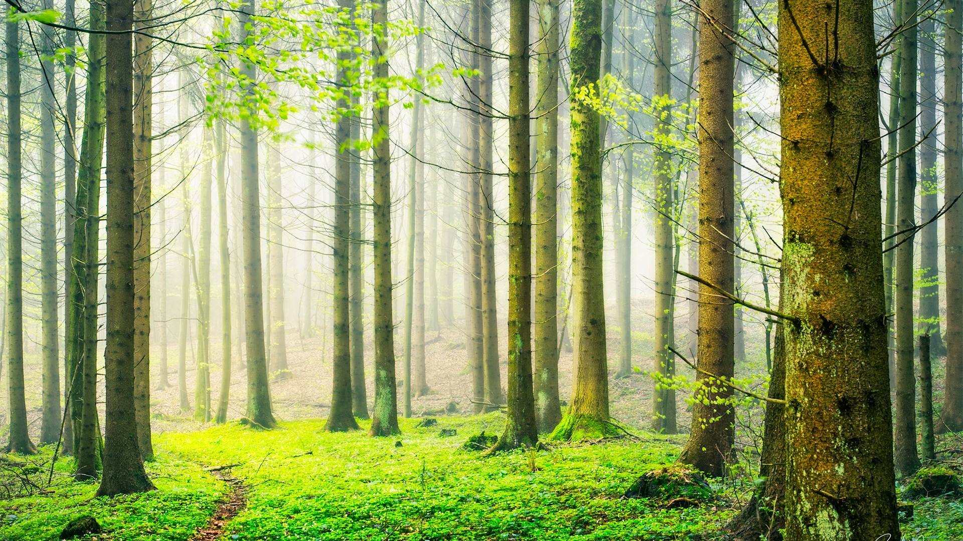 A path through a misty forest with green foliage HD Wallpaper