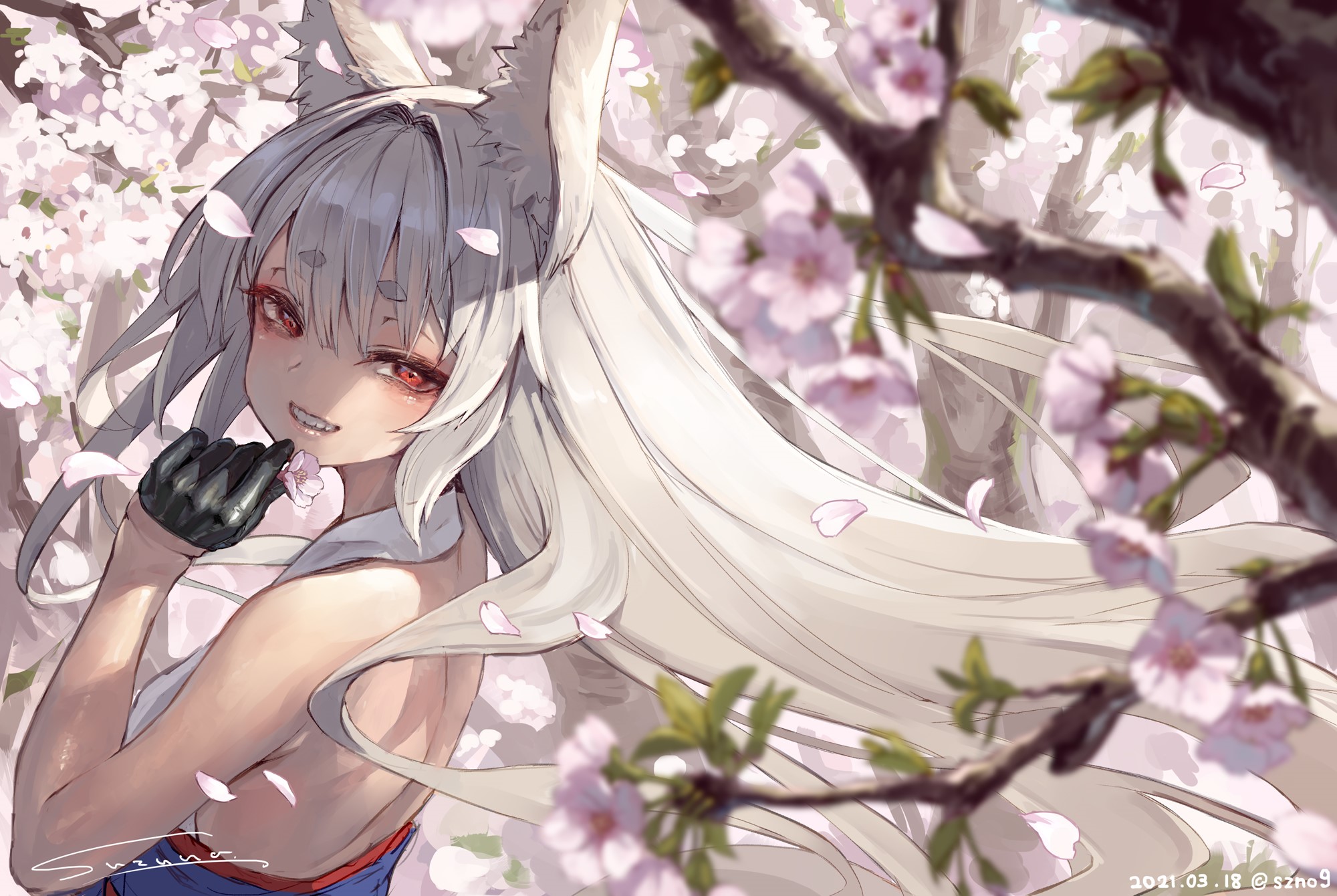 Suzuno with silver hair and animal ears among cherry blossoms HD Wallpaper