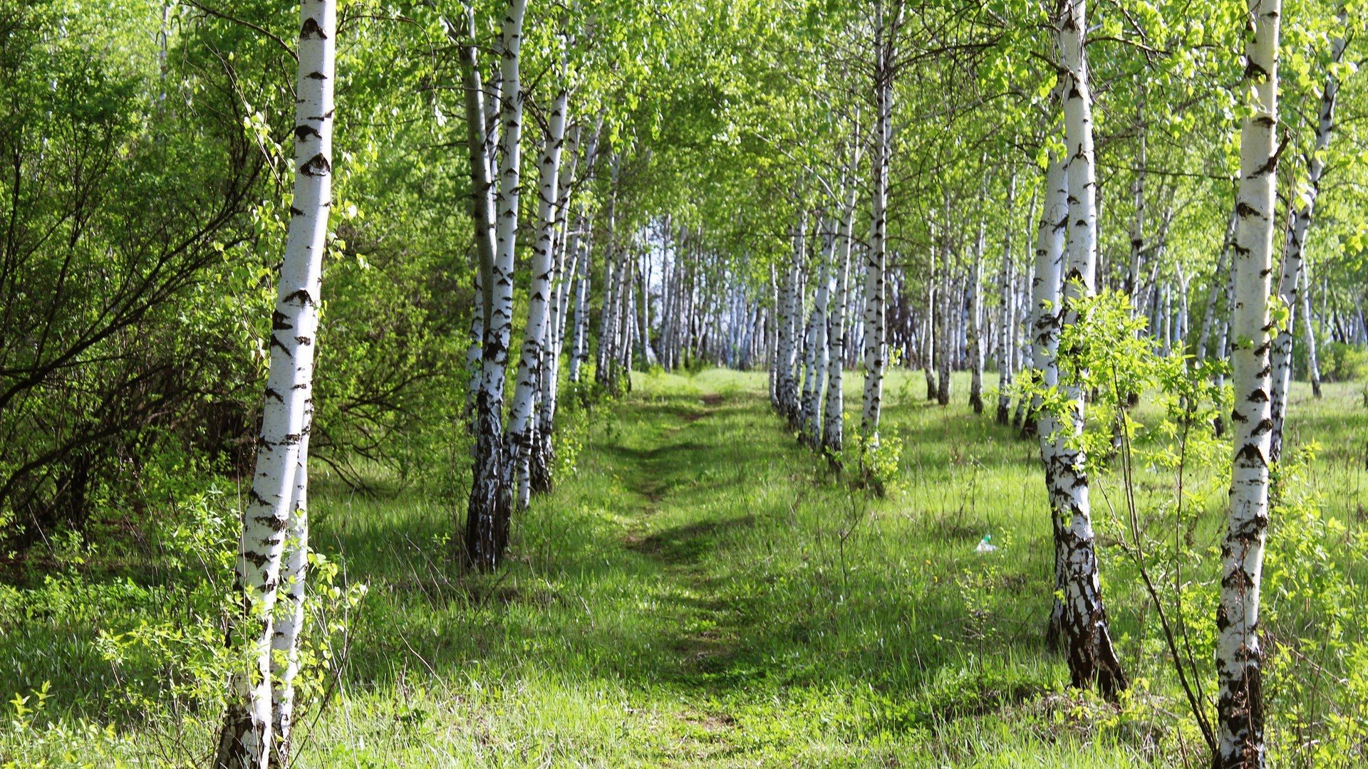 A path through a birch forest HD Wallpaper