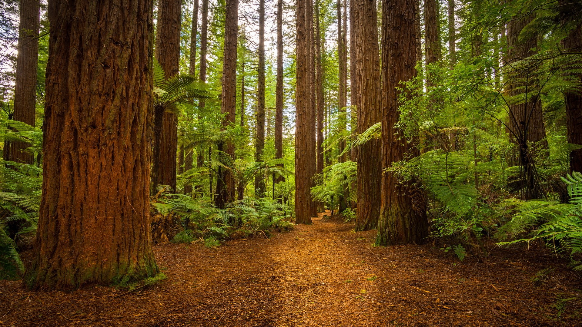 A path through a redwood forest with ferns HD Wallpaper