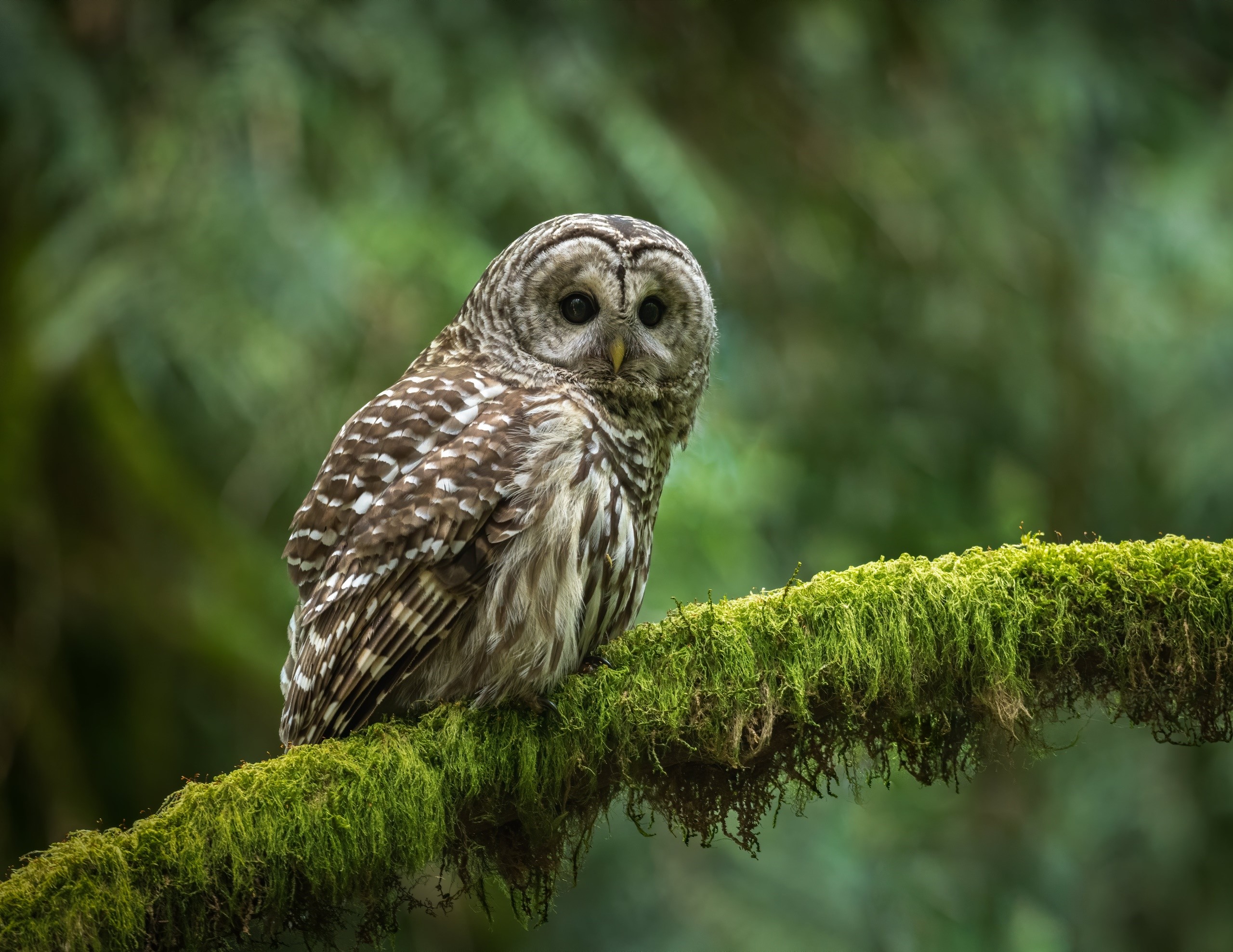 Barred owl perched on a moss-covered branch in a forest HD Wallpaper