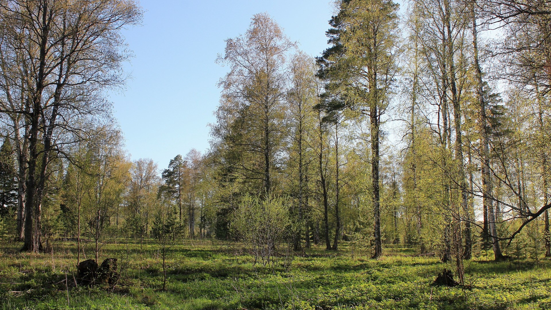 Forest clearing with birch and pine trees HD Wallpaper