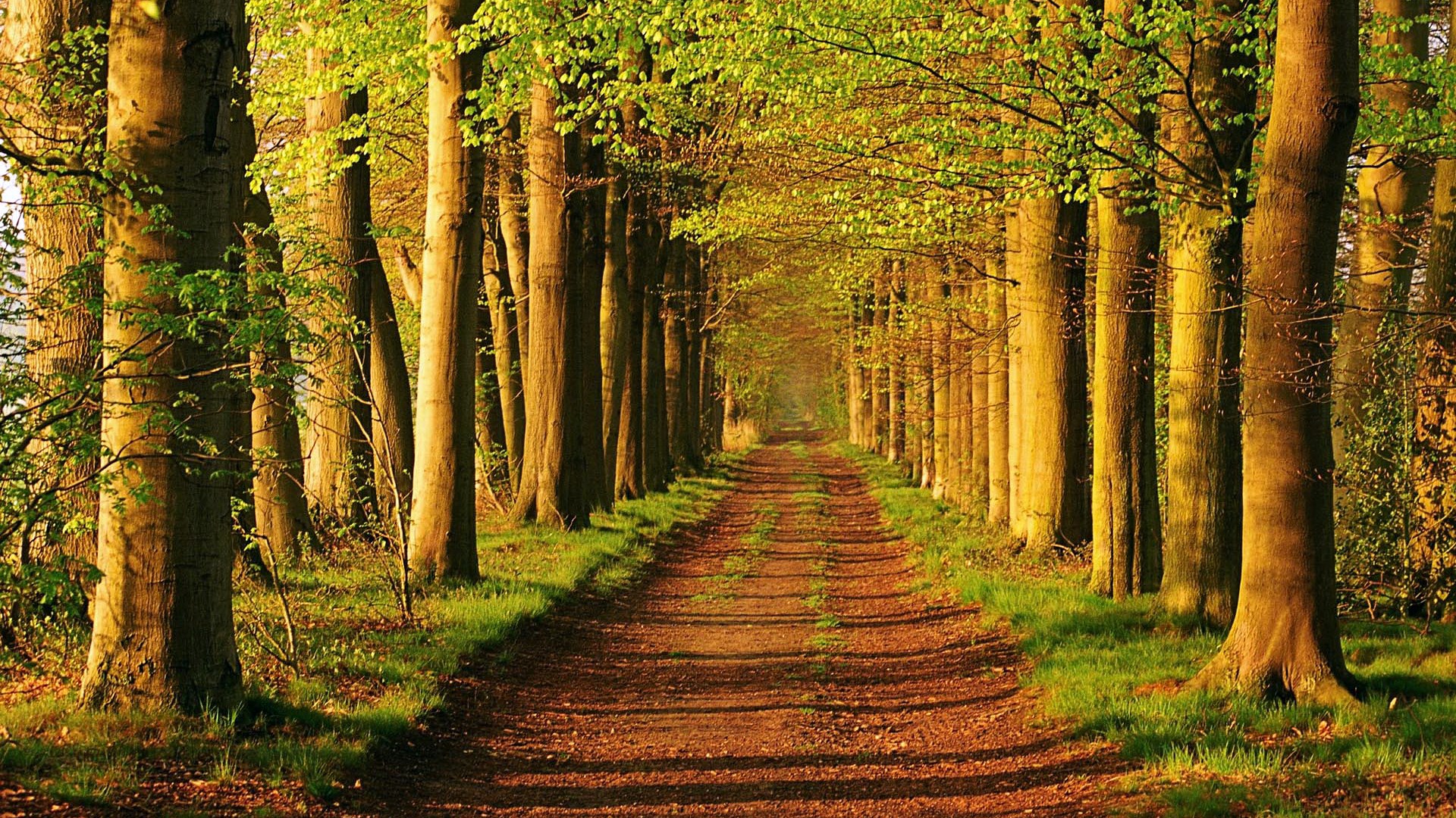 A dirt path through a sunlit forest HD Wallpaper