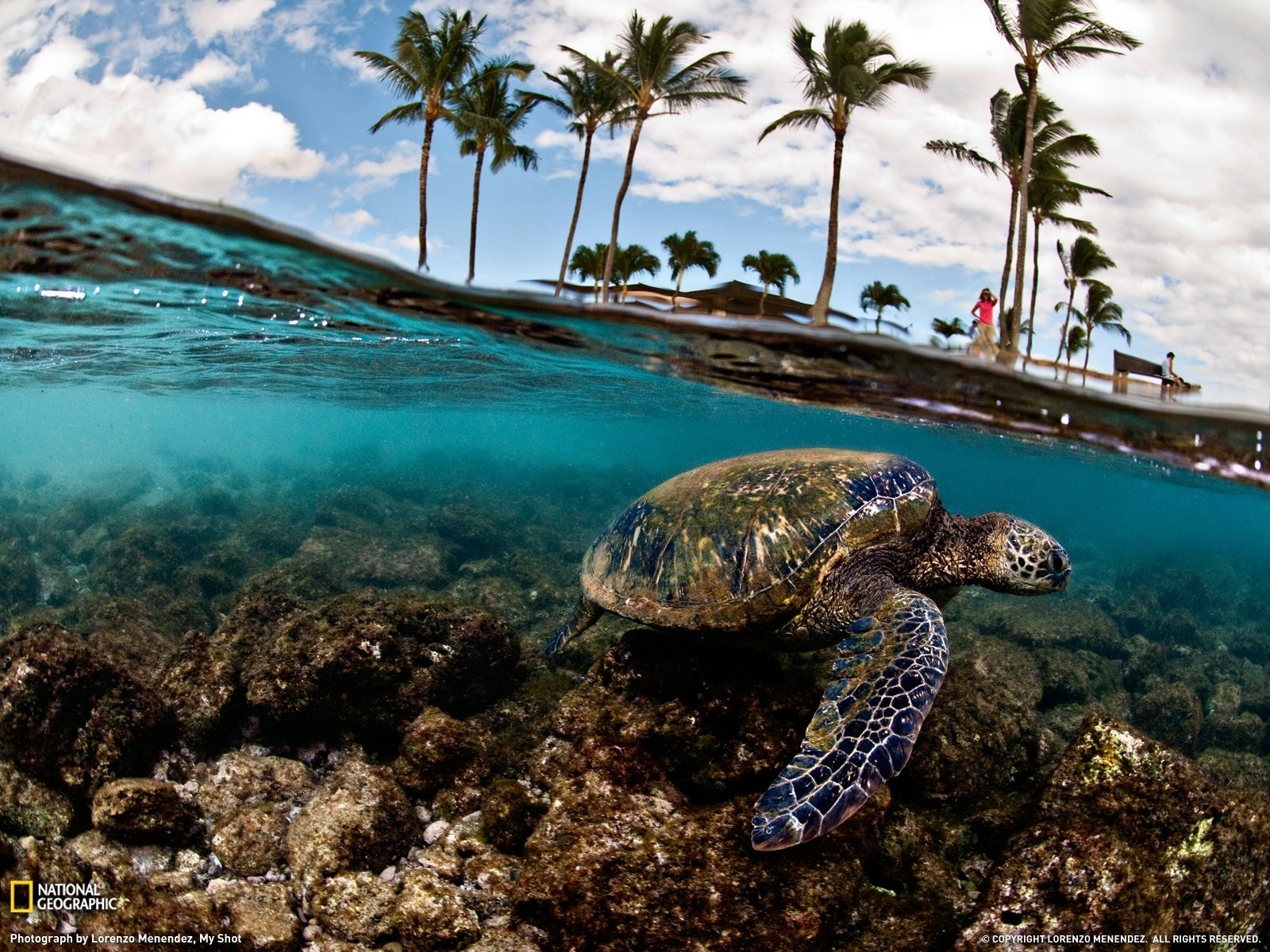 Sea Turtle Swimming Near Rocky Seabed Under Palm Trees HD Wallpaper