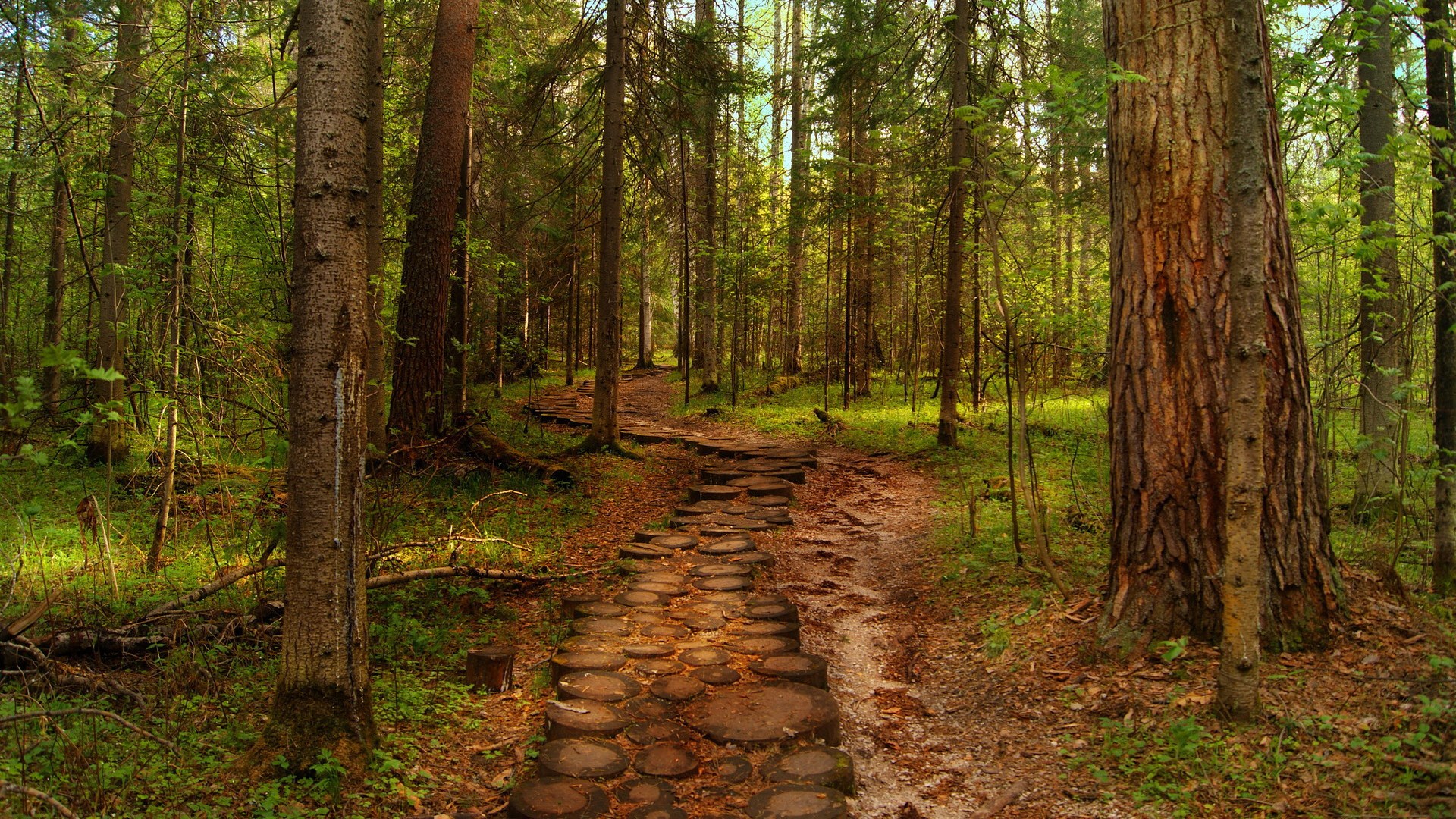 A forest path made of logs HD Wallpaper