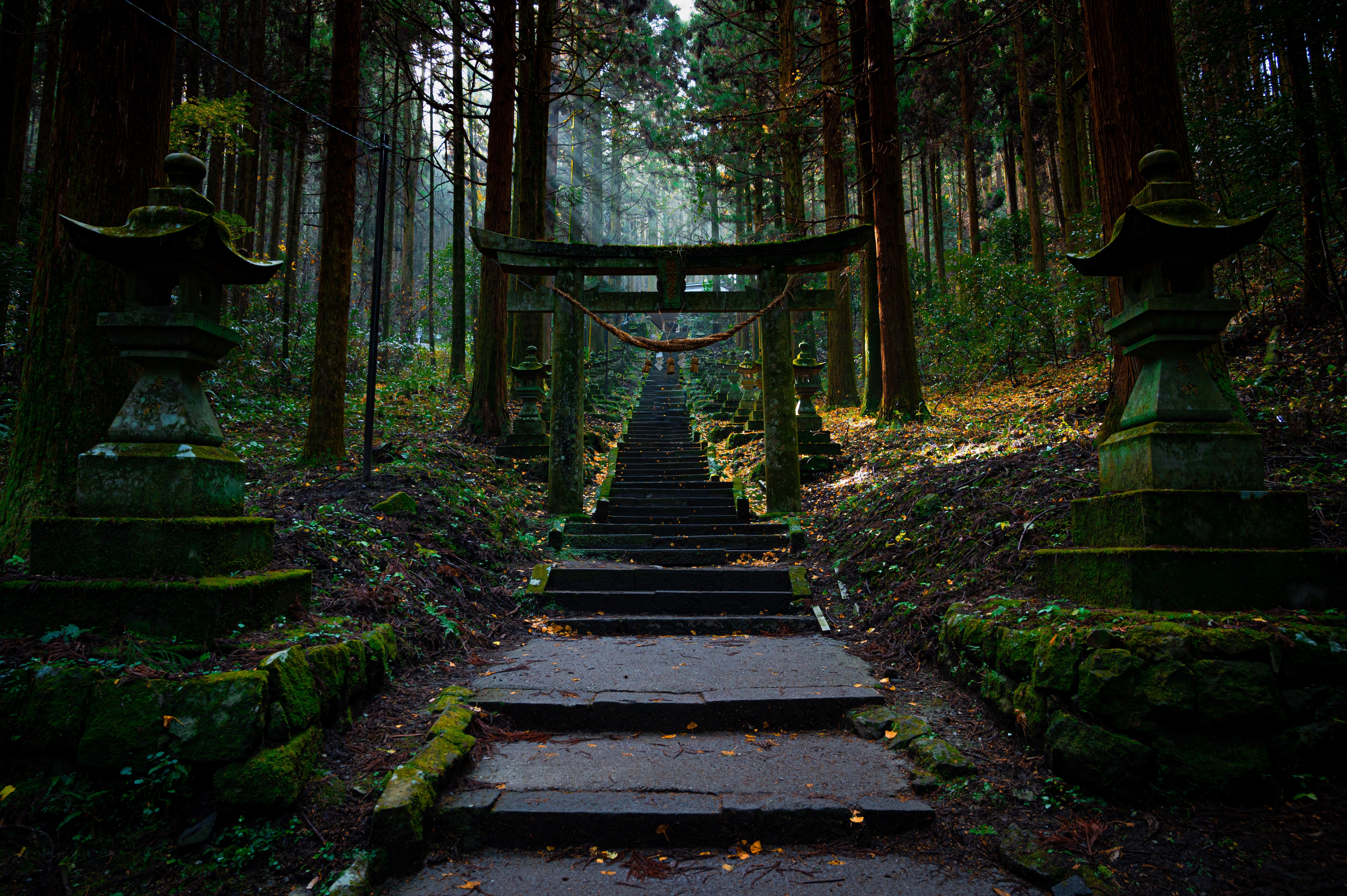 Stone stairs and torii gate in a Japanese forest HD Wallpaper