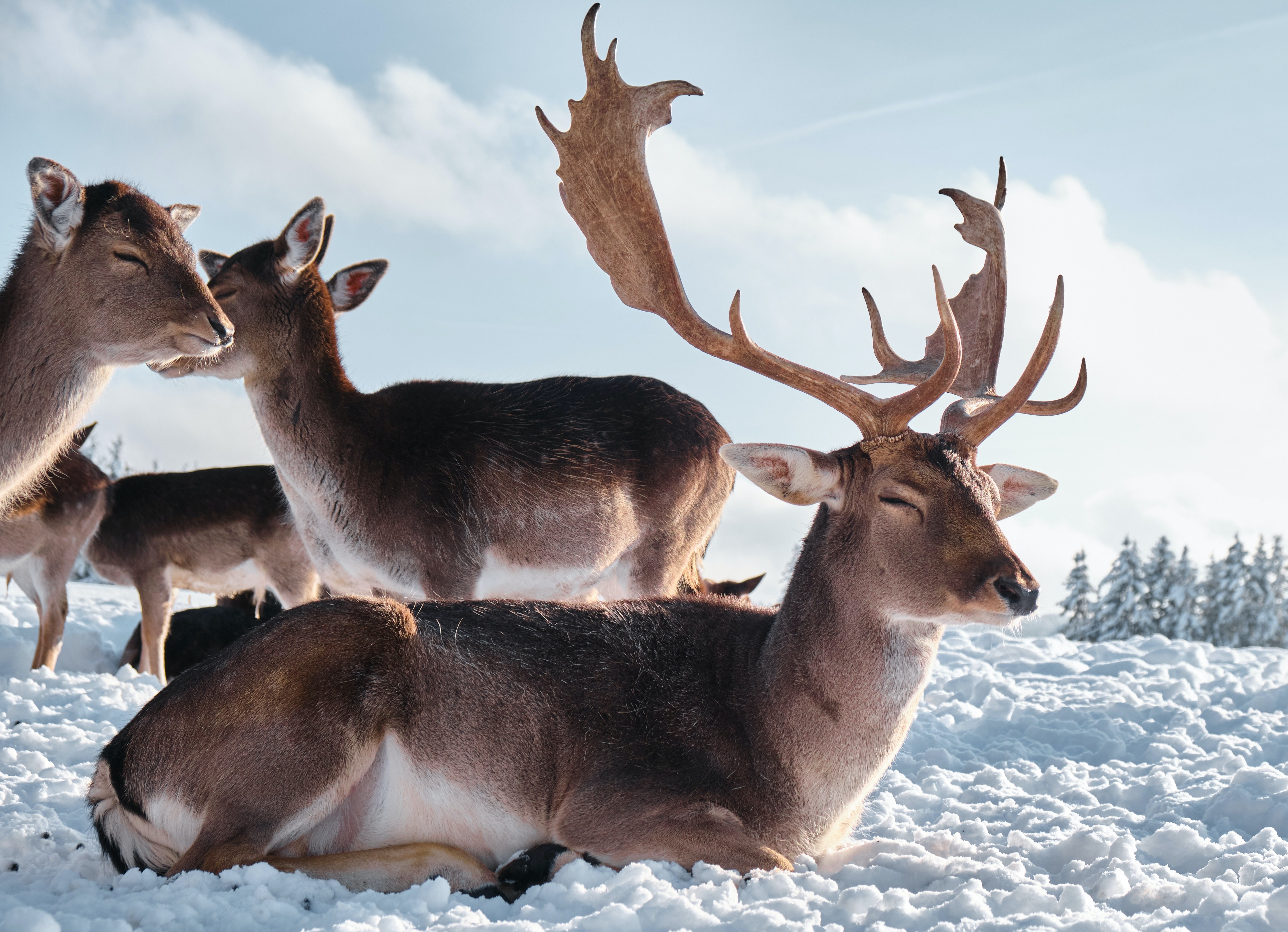 Deer in the snow during winter HD Wallpaper