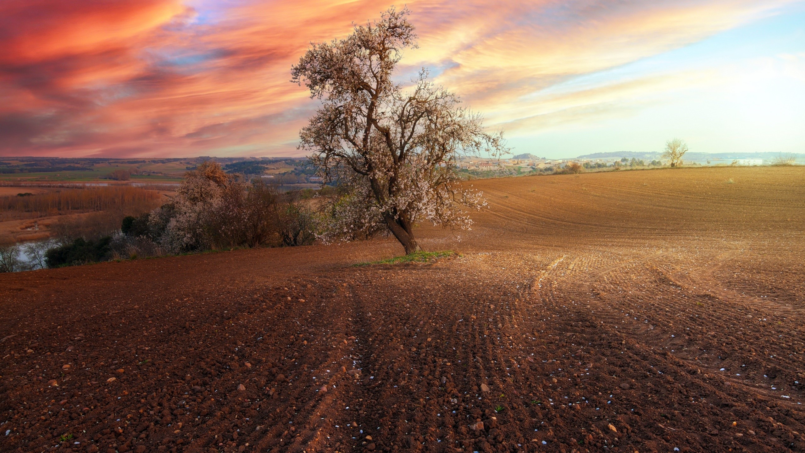 Tree in a plowed field at sunset HD Wallpaper