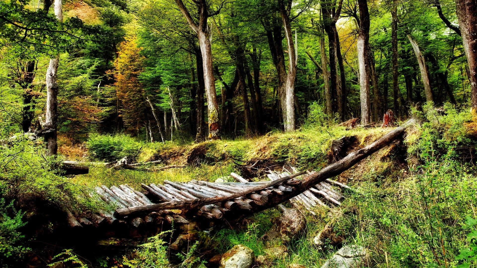 Wooden bridge in a dense forest HD Wallpaper