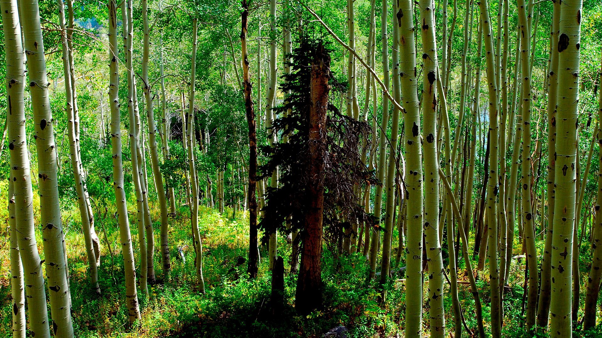 Aspen forest with a dark pine tree HD Wallpaper