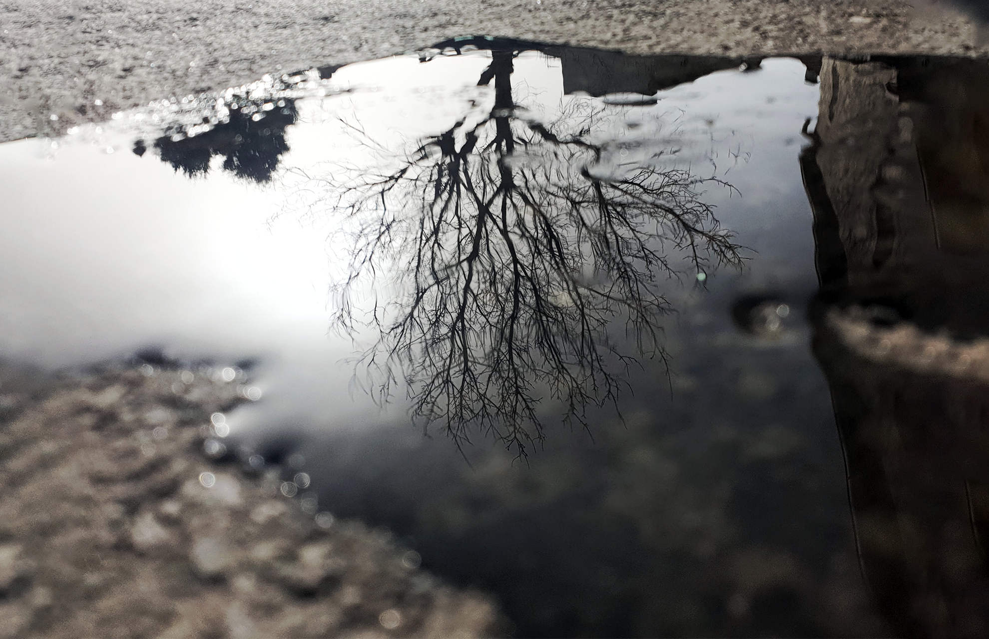 Reflection of a bare tree in a puddle HD Wallpaper