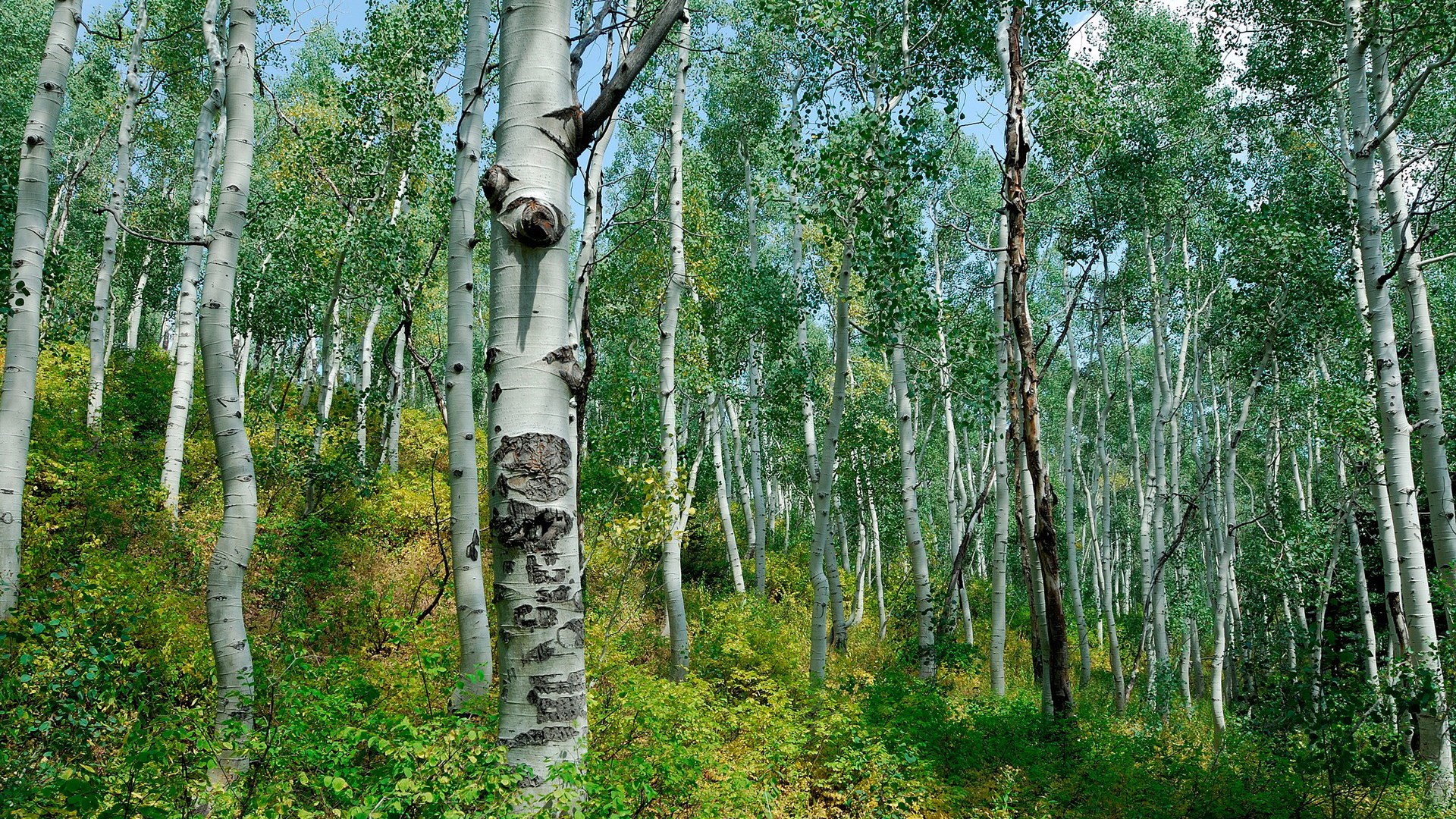 Aspen forest with green foliage and blue sky HD Wallpaper