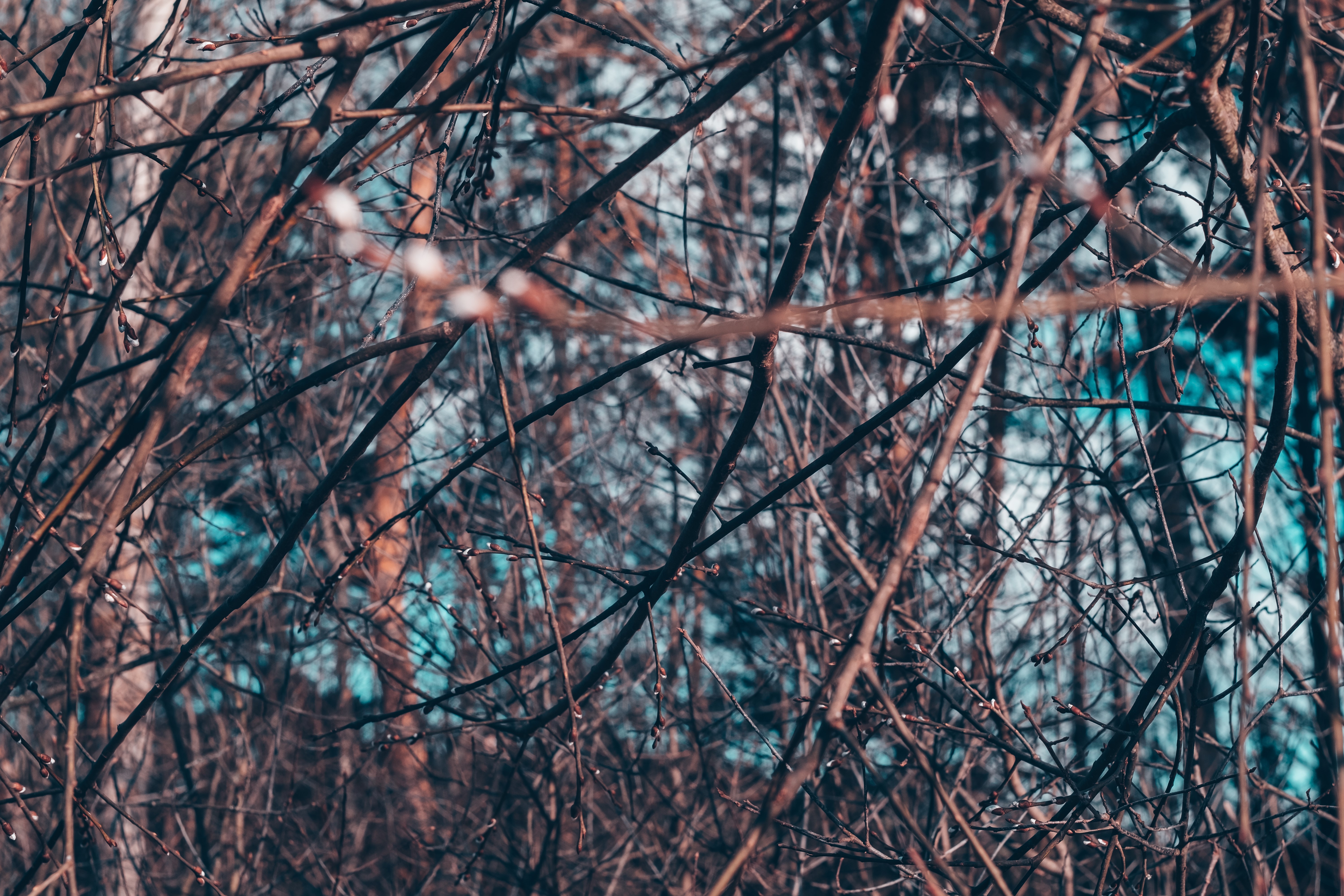 4K nature photography of a forest HD Wallpaper