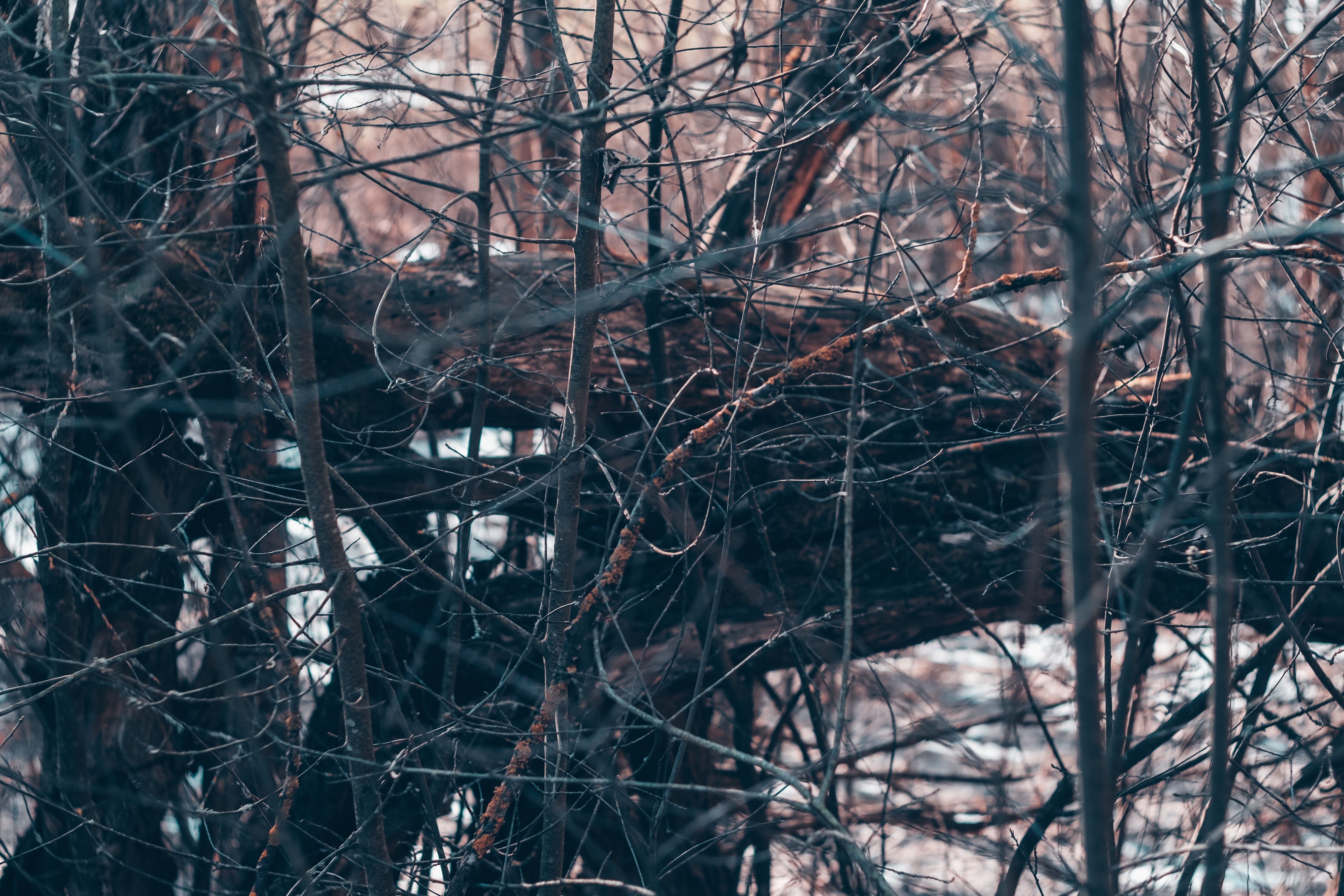 4K nature photography of a forest HD Wallpaper