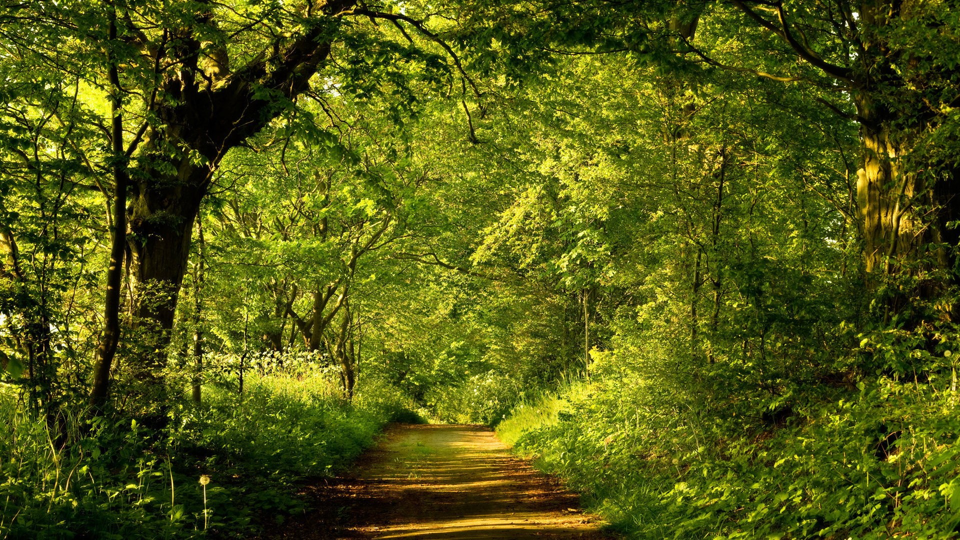 A sun-dappled forest path lined with trees HD Wallpaper