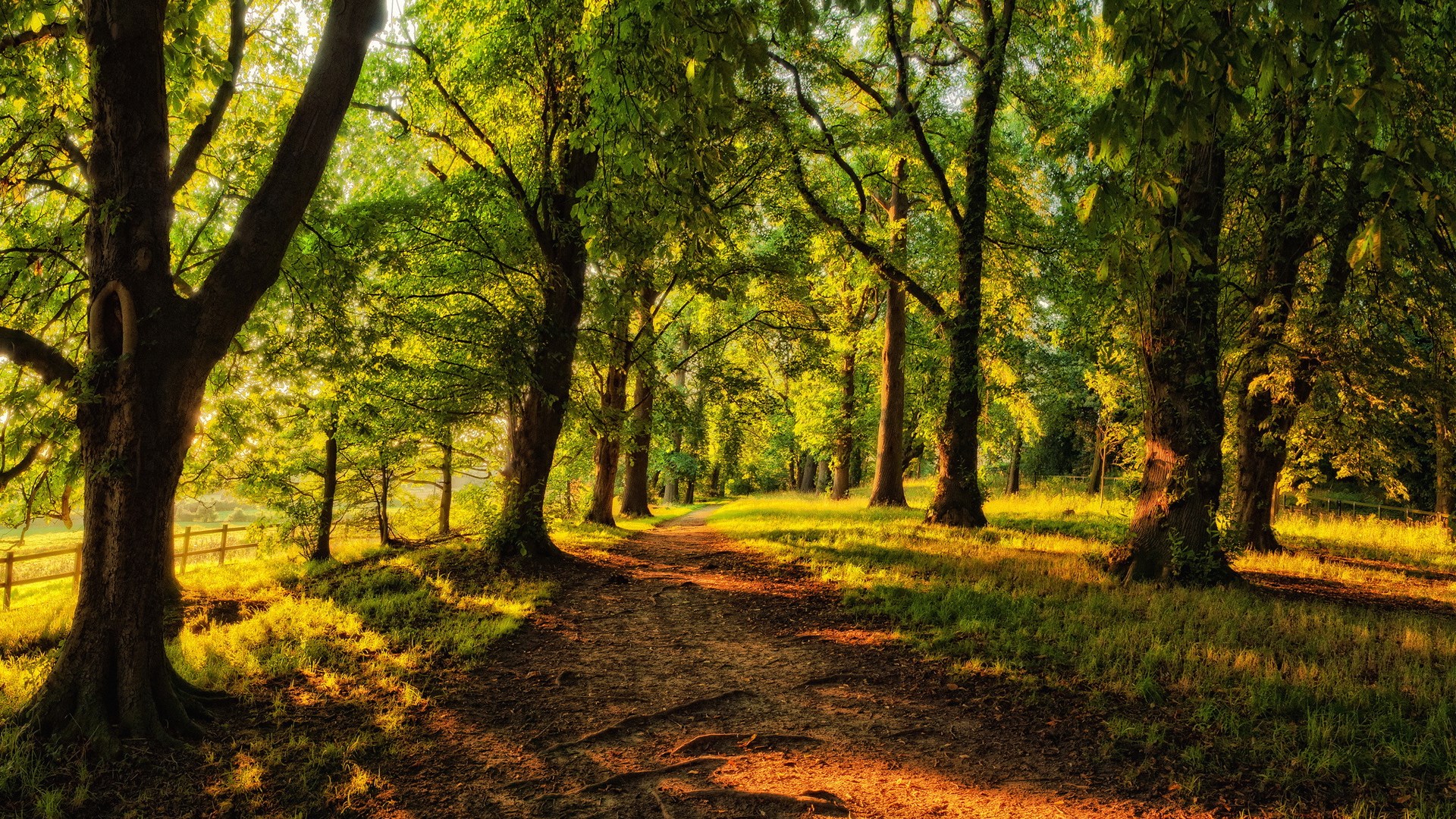 Sunlit forest path with tall trees and green grass HD Wallpaper