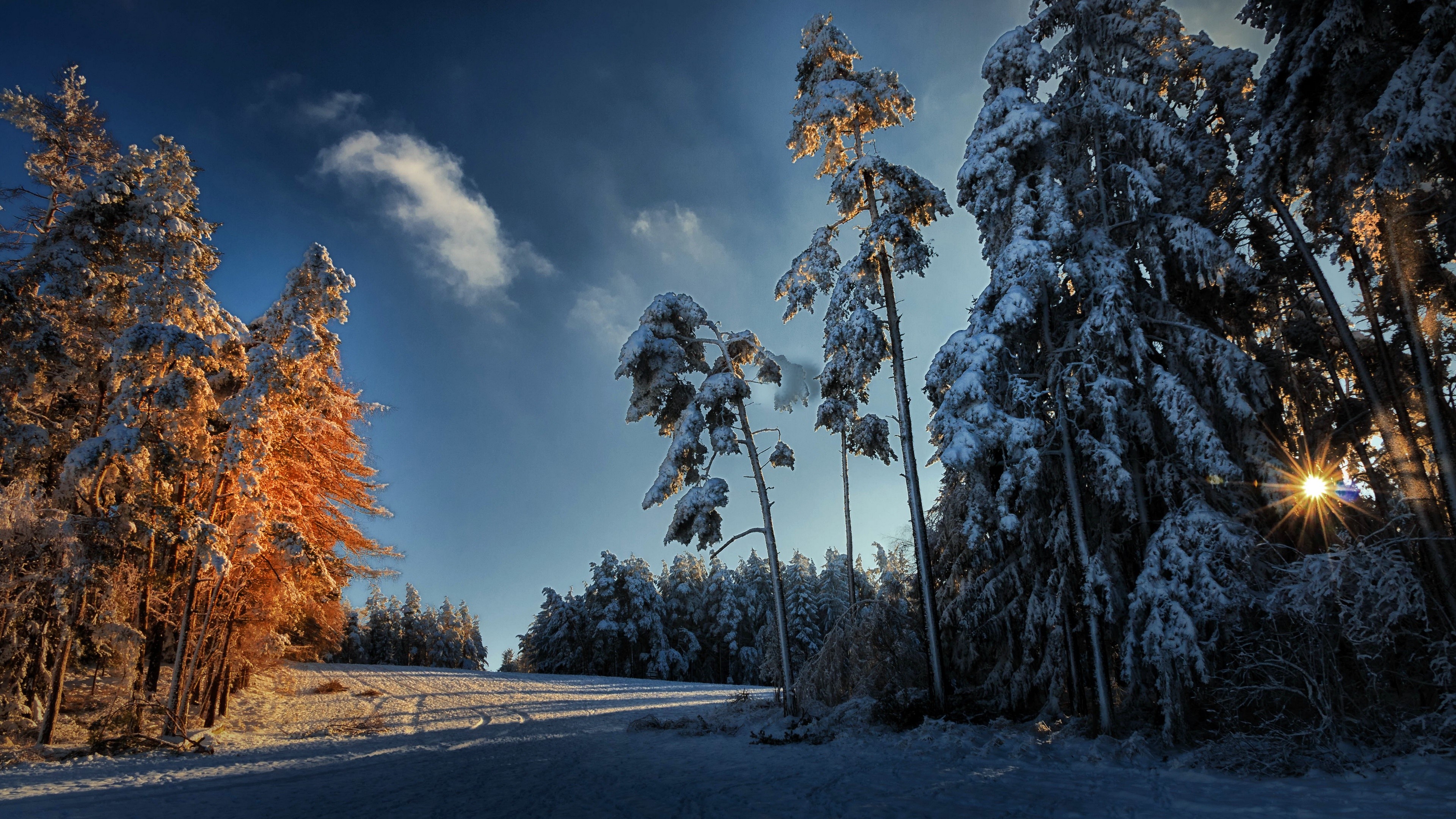 Winter forest with snow-covered trees and sun HD Wallpaper