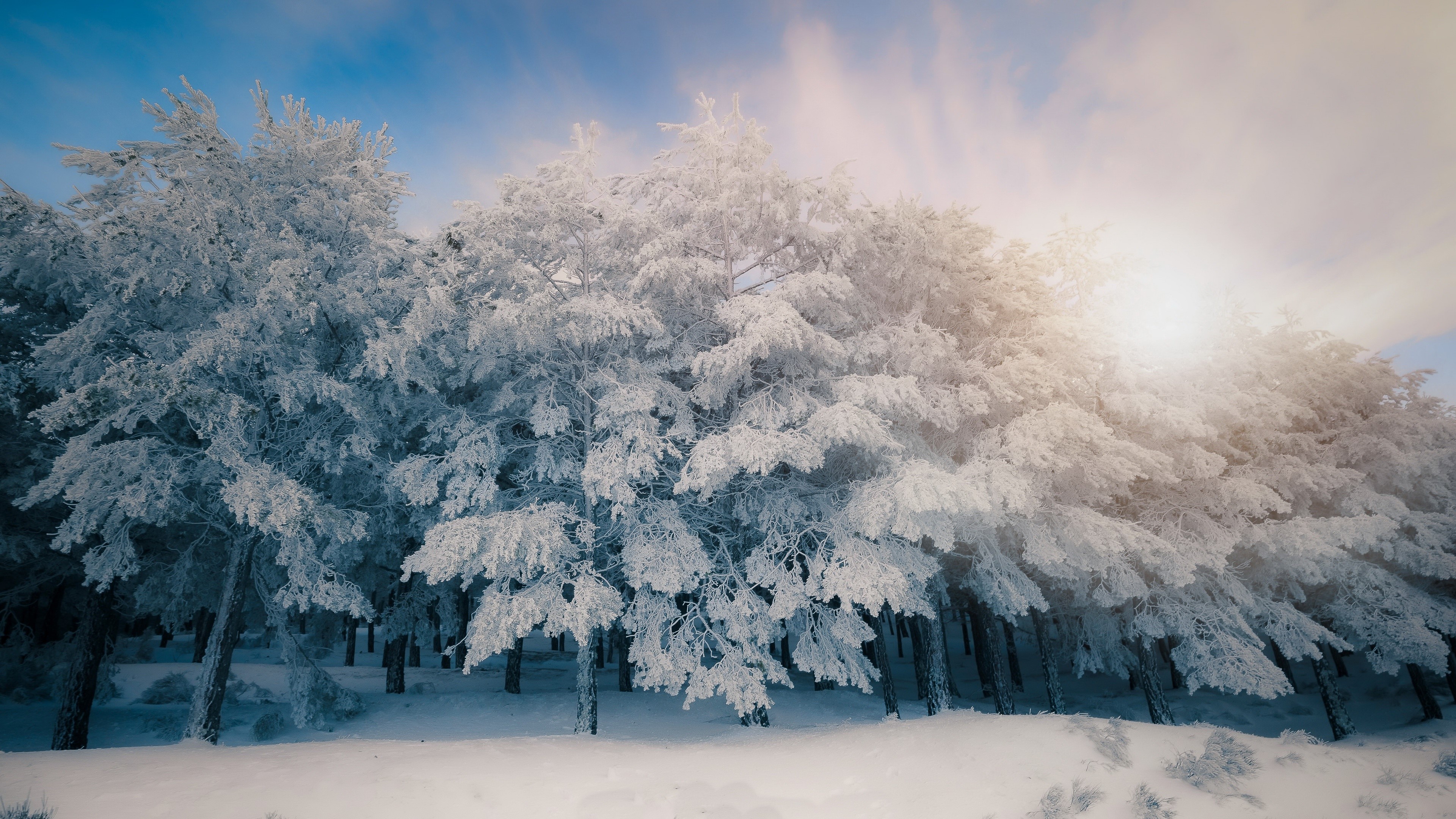 4K winter forest with snow-covered trees HD Wallpaper
