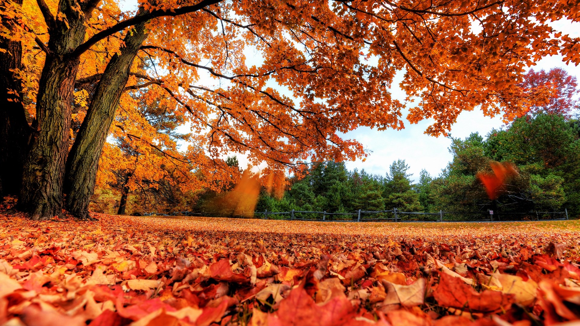 Autumn leaves cover the ground under a large tree HD Wallpaper