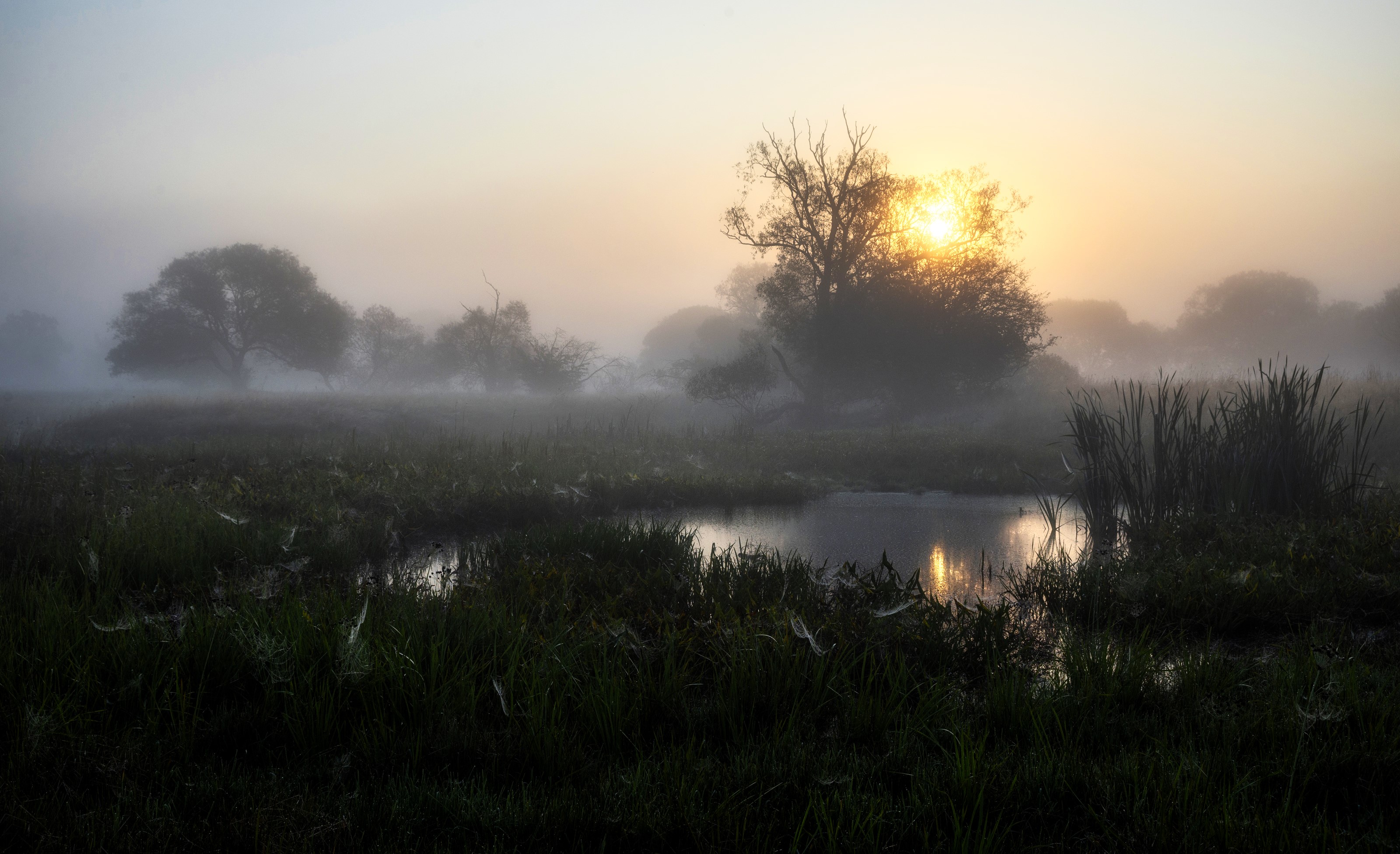 Misty sunrise over a pond with trees and reeds HD Wallpaper