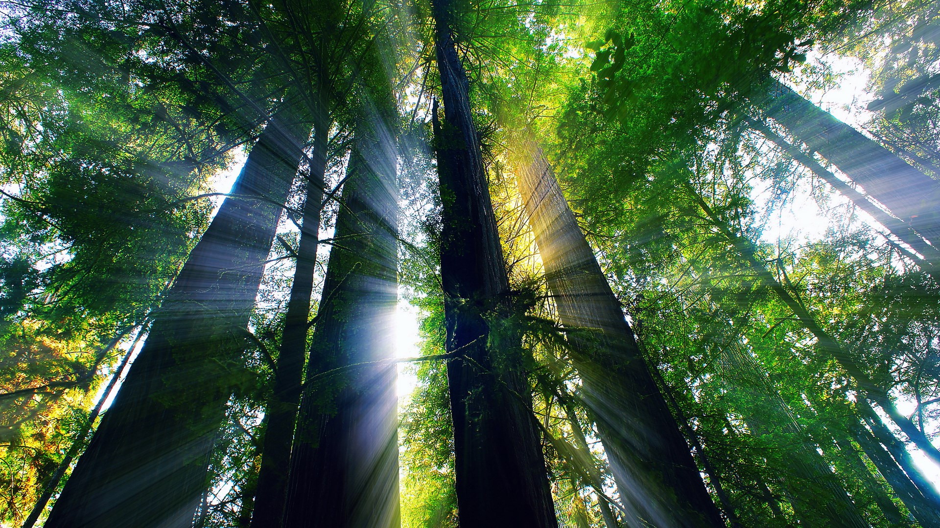 Sunbeams shining through tall trees in a forest HD Wallpaper
