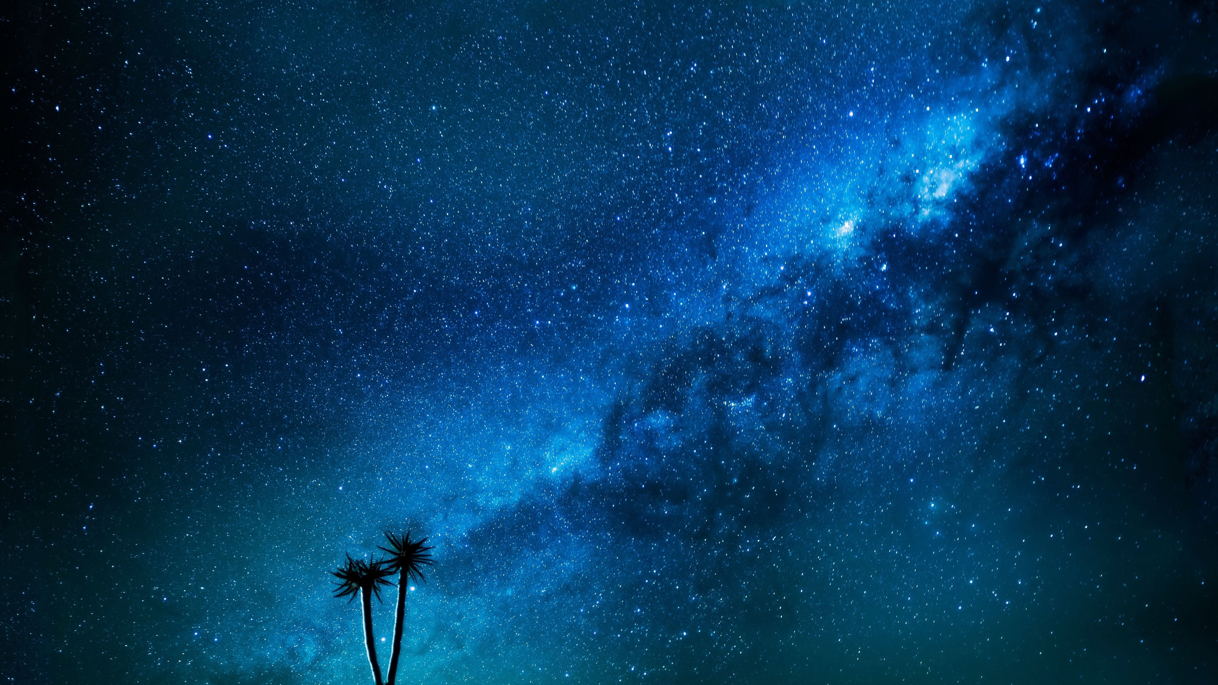 Milky Way galaxy with palm trees at night HD Wallpaper