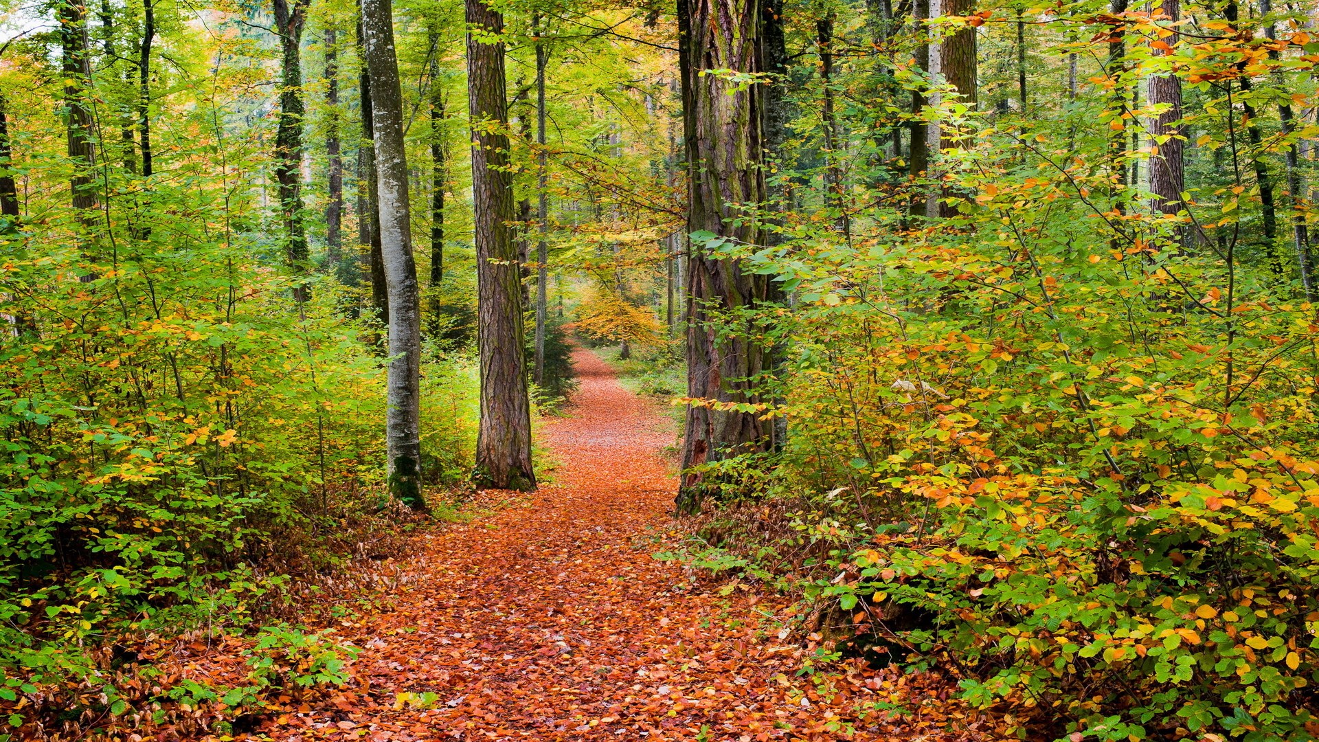 Autumn forest path with fallen leaves HD Wallpaper