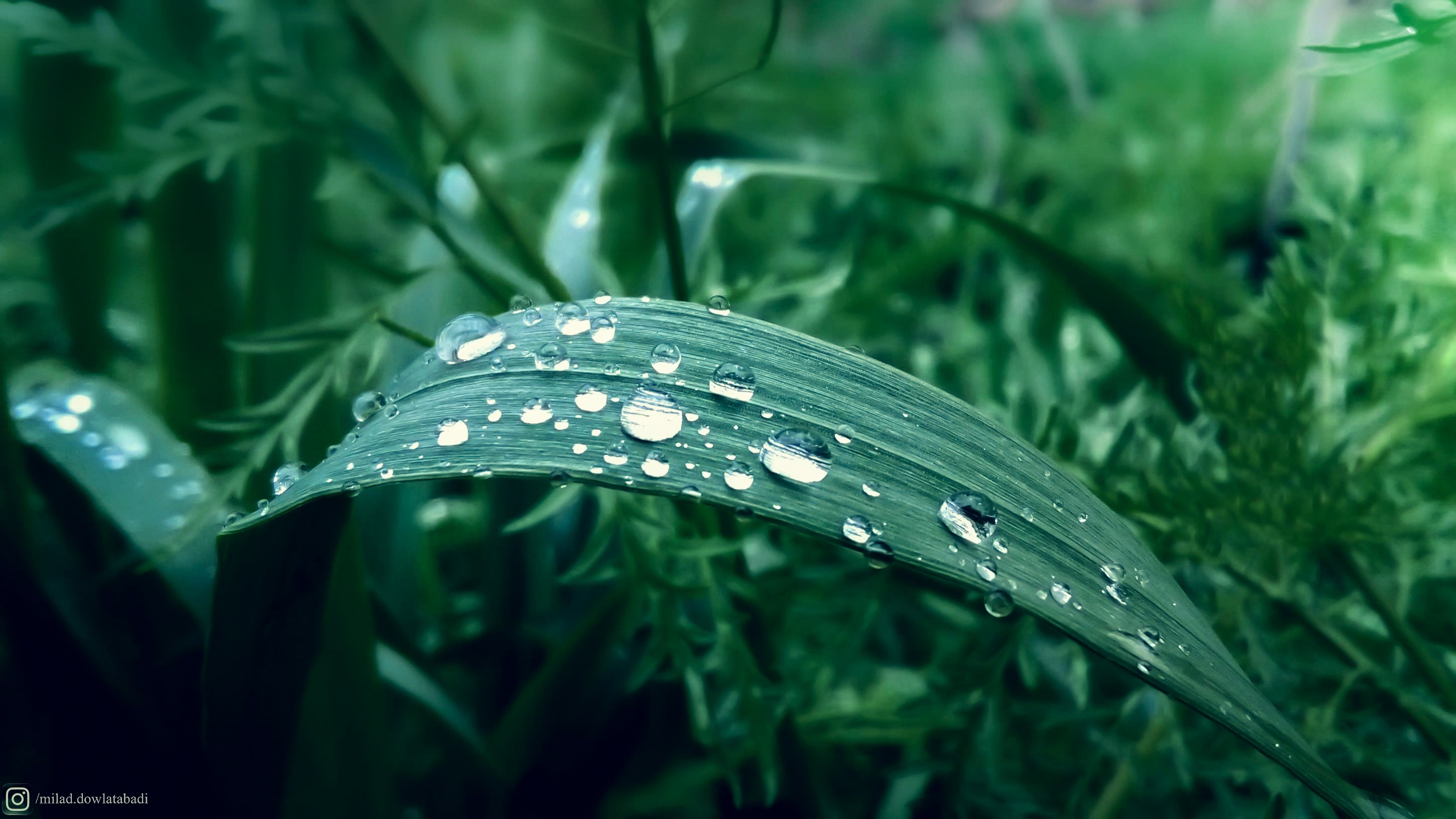 Green leaf with water drops on a blurred background HD Wallpaper