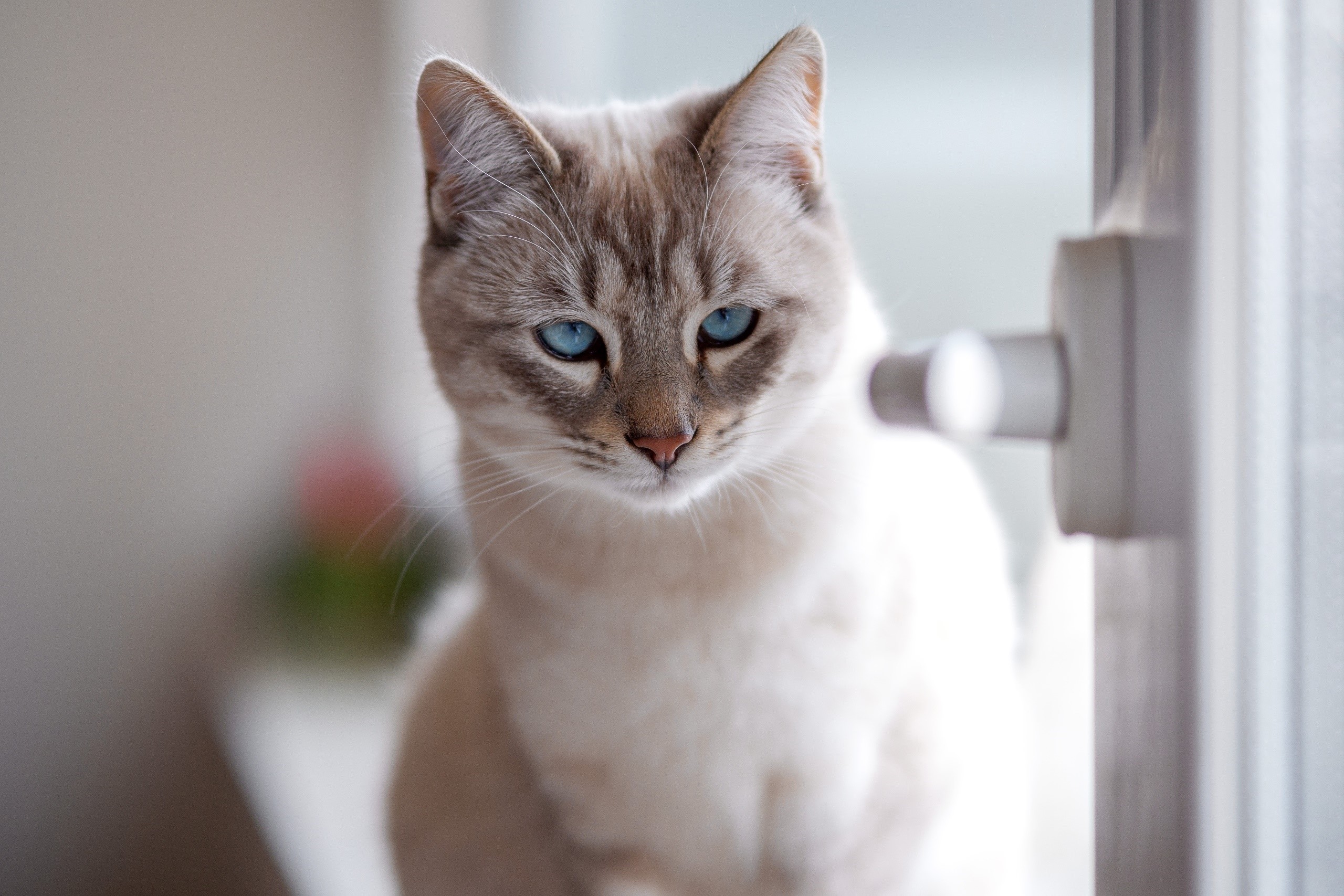 A Siamese cat with blue eyes sits by a window HD Wallpaper