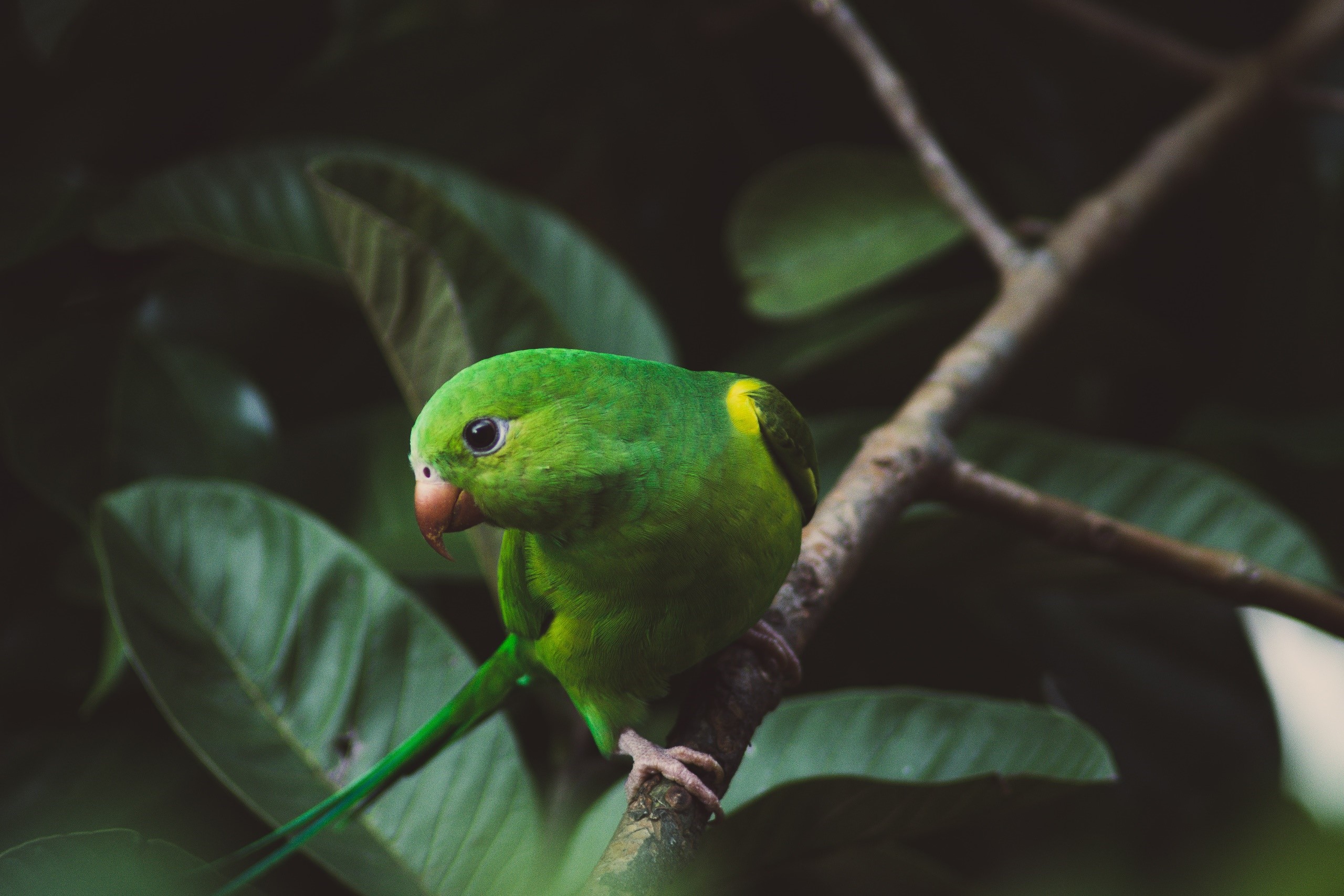Green parrot perched on a tree branch with leaves HD Wallpaper