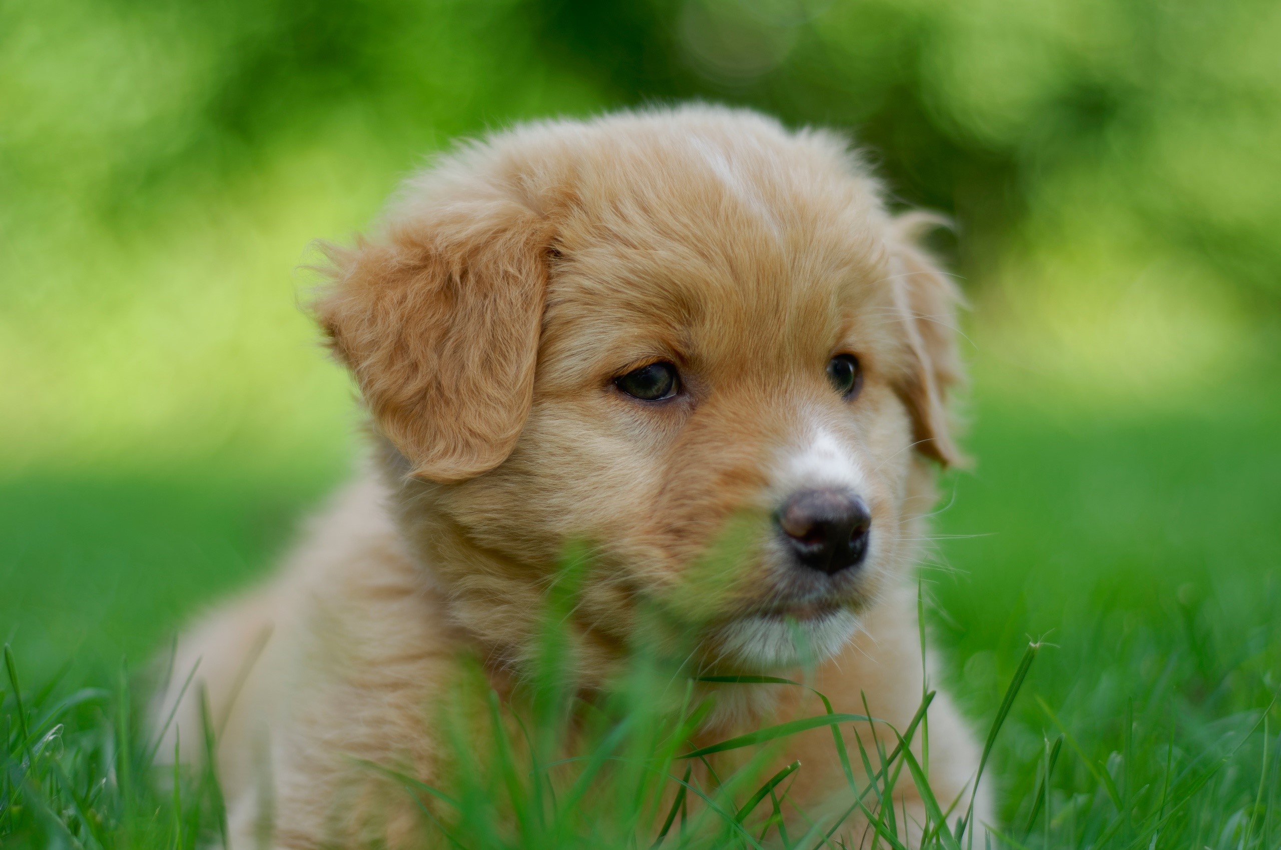 Golden retriever puppy sitting in green grass HD Wallpaper