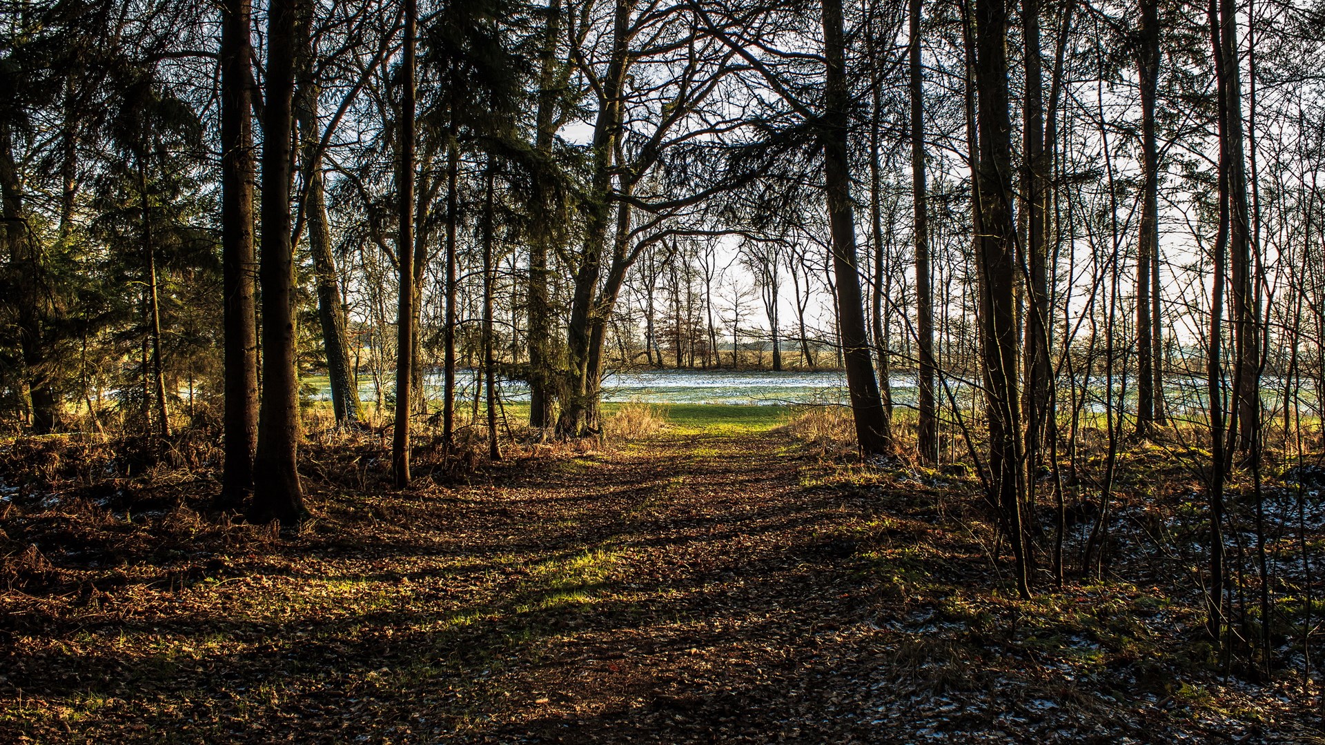 Path through a sunlit forest to a field HD Wallpaper