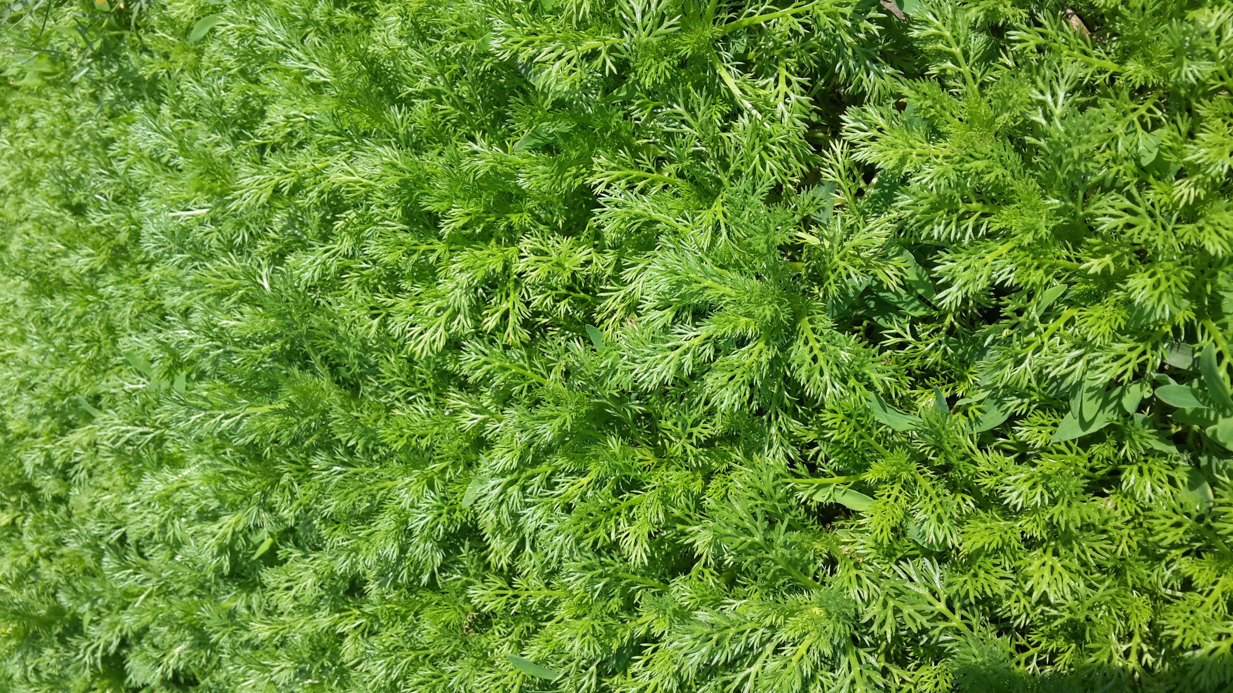 Green feathery plants in sunlight HD Wallpaper