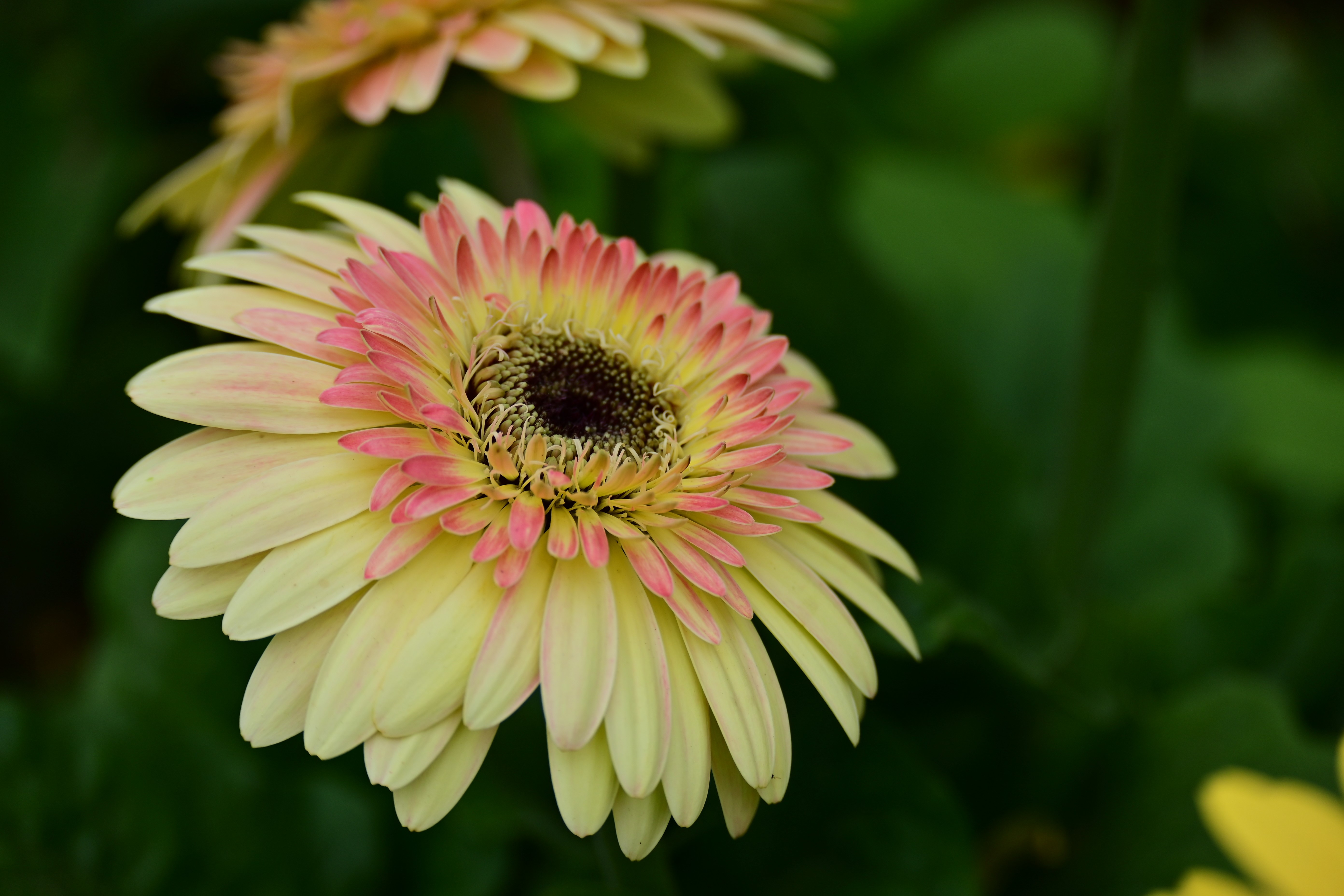 4K Gerbera Daisy Flowers HD Wallpaper