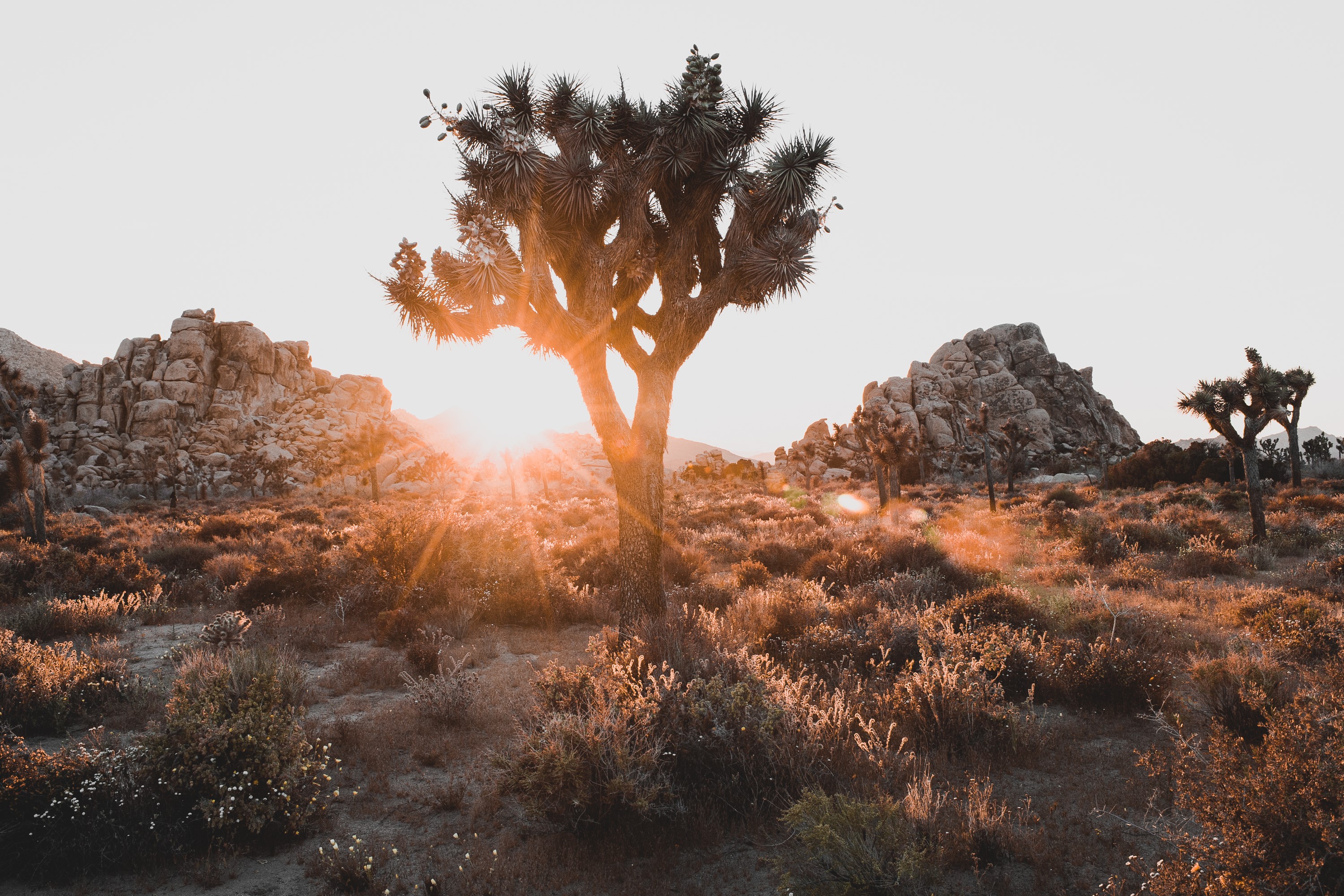 Joshua Tree Desert Landscape at Sunset HD Wallpaper