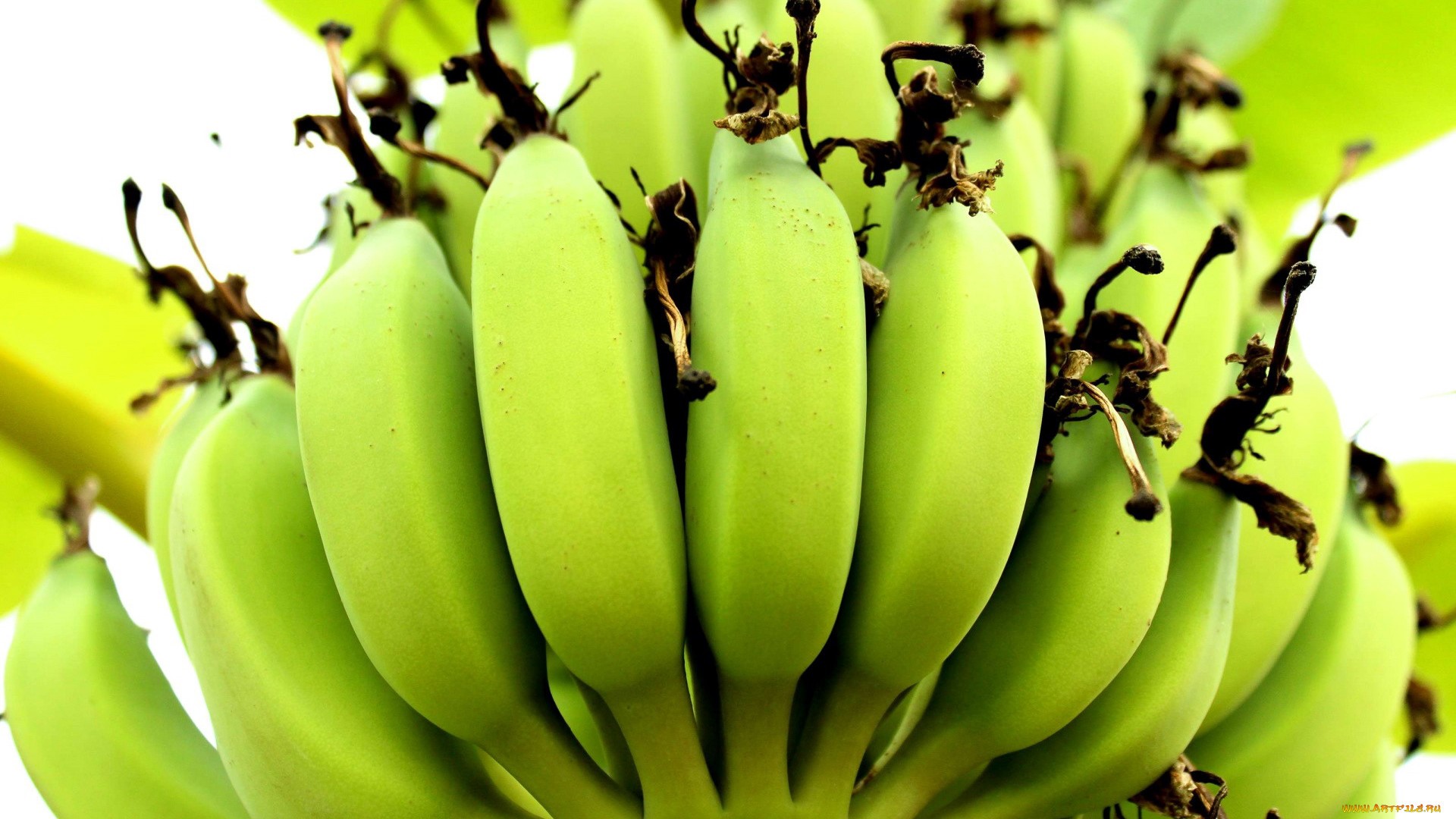 Close-up of unripe green bananas on a tree HD Wallpaper