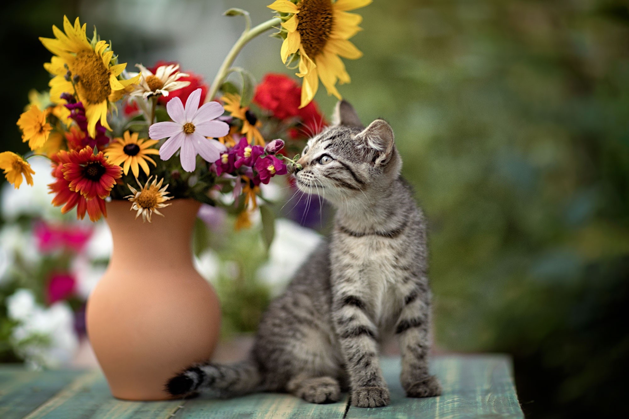 Kitten smelling flowers in a vase HD Wallpaper