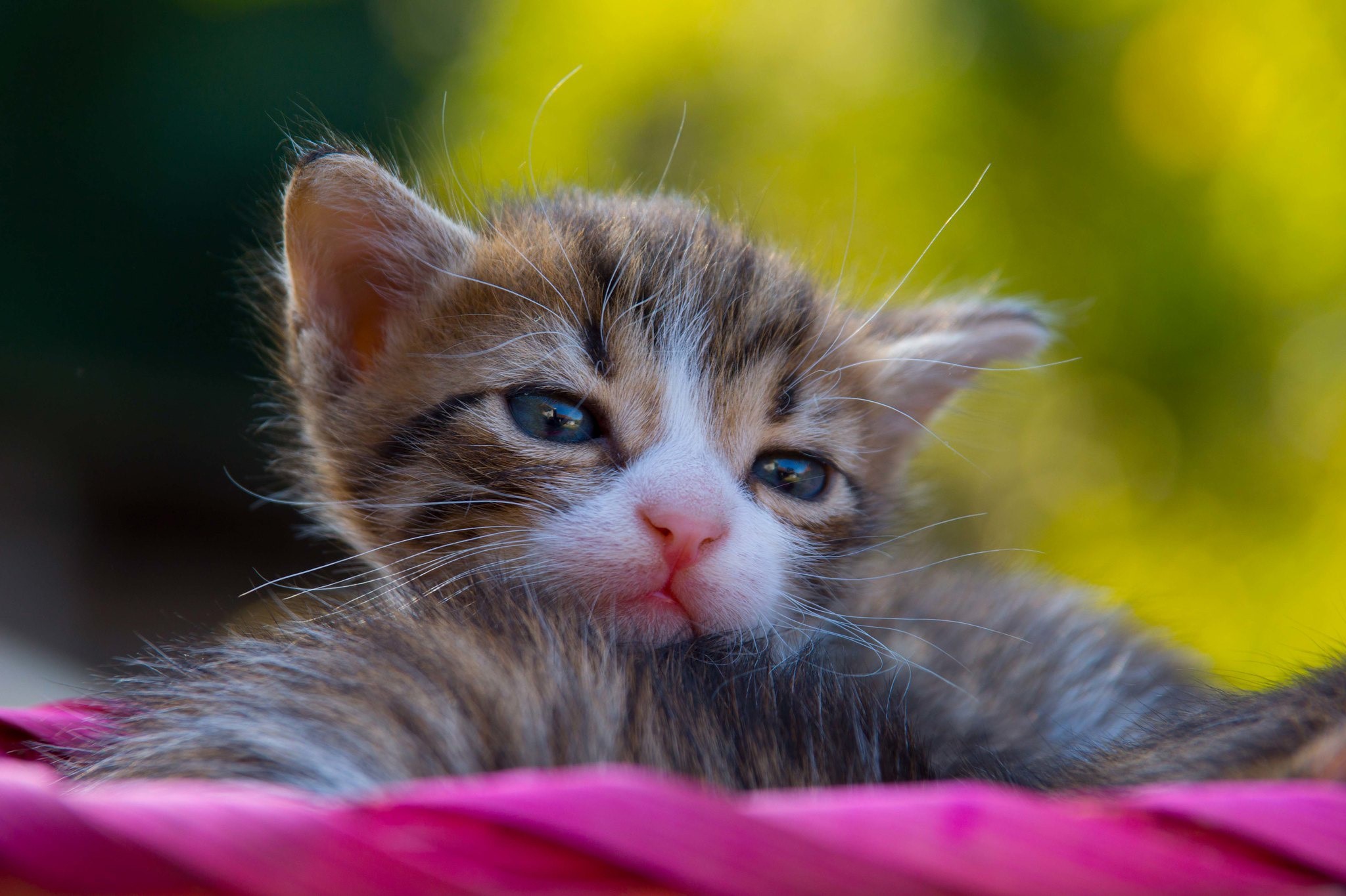 A tabby kitten with blue eyes peeking over a pink surface HD Wallpaper