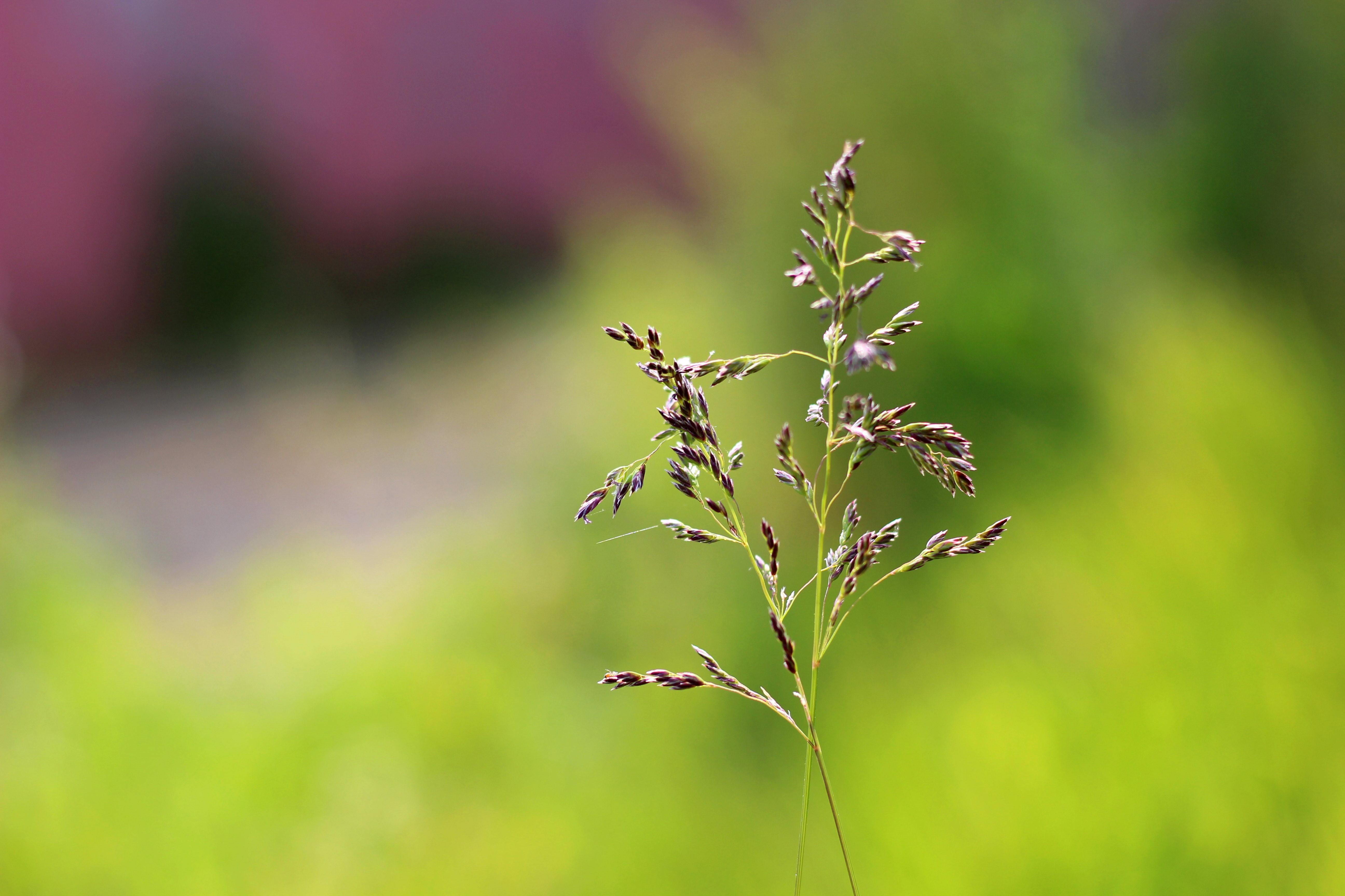 4K green plant in nature HD Wallpaper