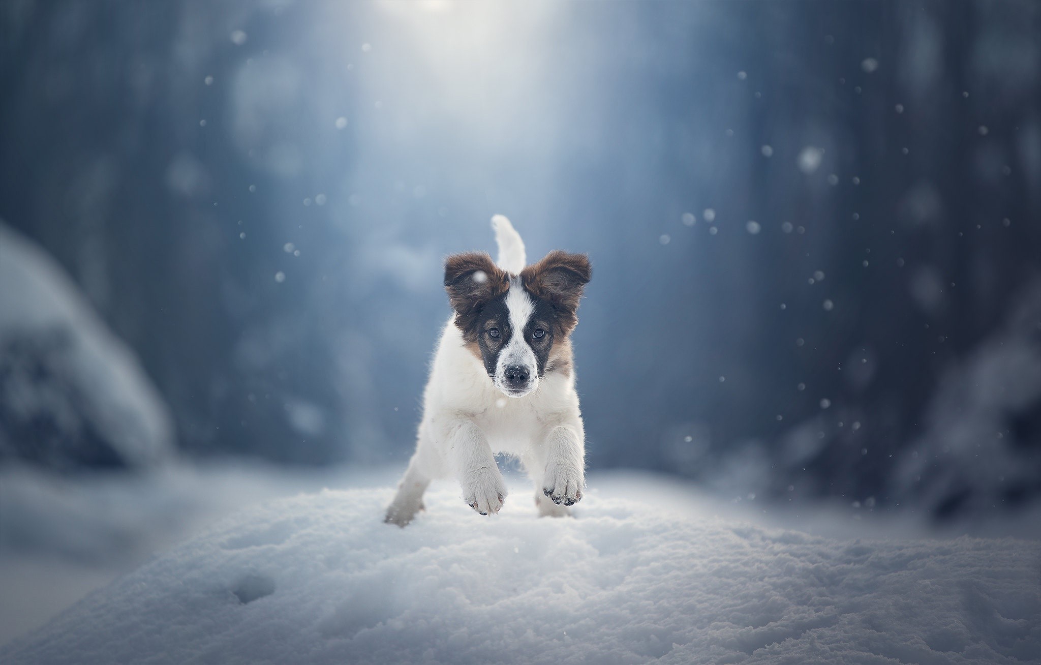 Puppy running in the snow during winter HD Wallpaper