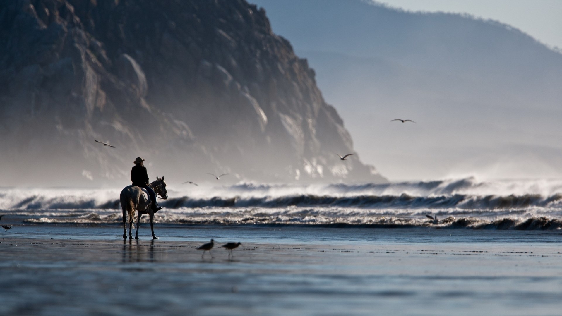 Person riding a horse on a beach with seagulls and waves HD Wallpaper