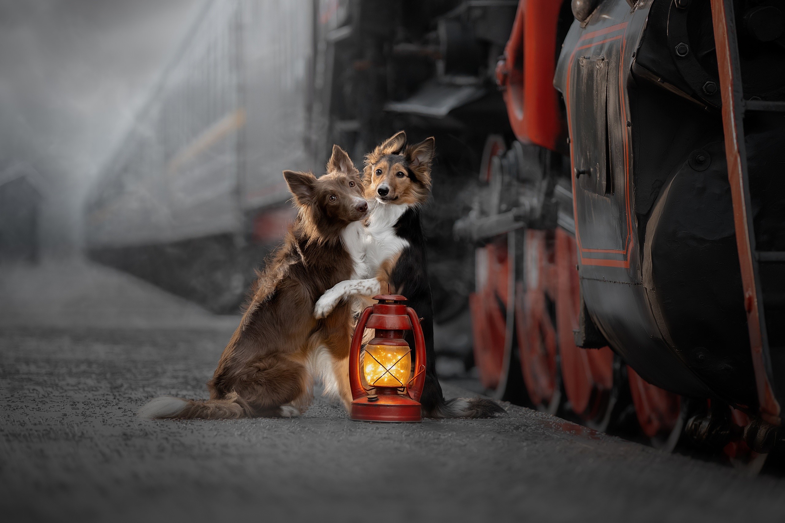Two dogs with a lantern next to a train HD Wallpaper