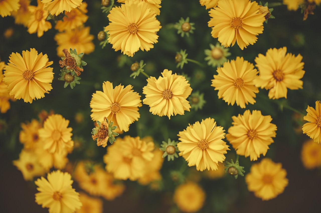 Close-up of yellow flowers with green leaves HD Wallpaper