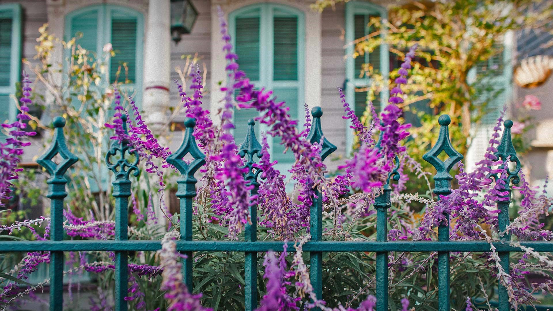 Purple flowers in front of a house with teal shutters HD Wallpaper