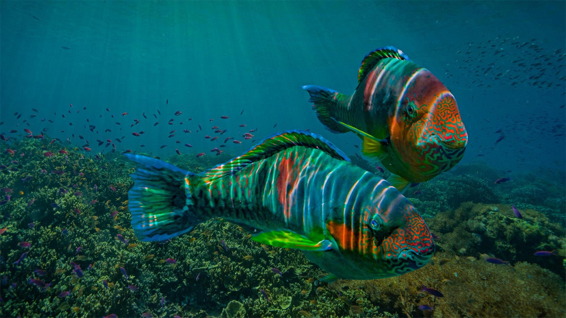 Two colorful parrotfish swim over a coral reef HD Wallpaper