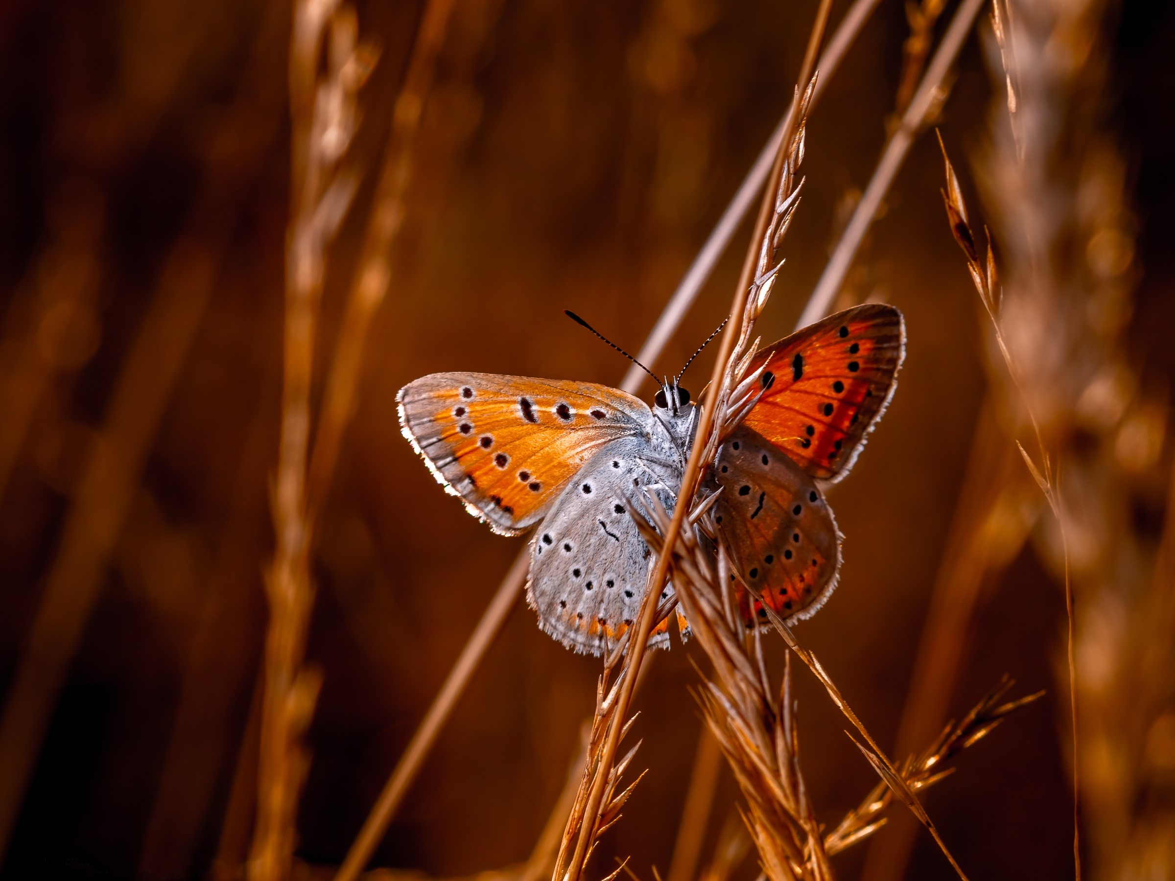 Close-up of a butterfly on dry grass HD Wallpaper
