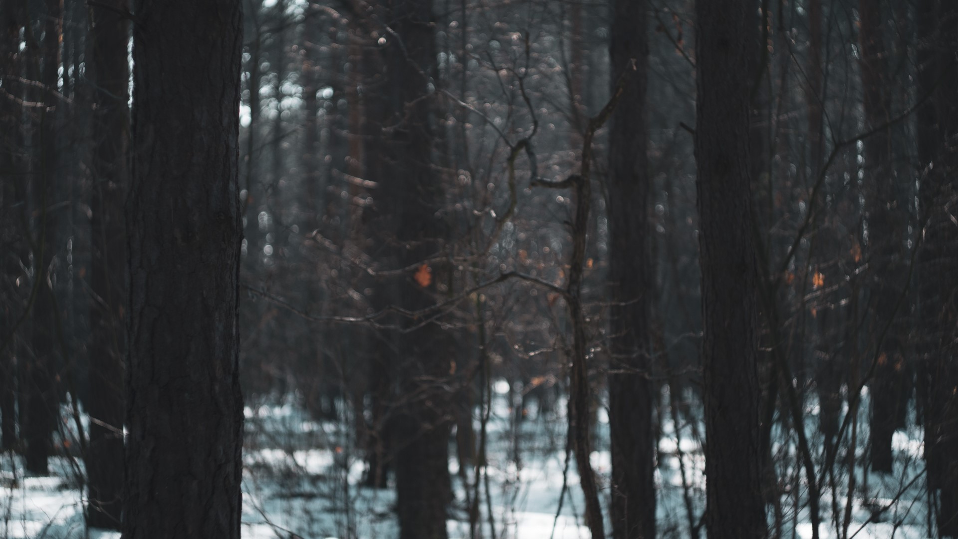 Dark forest with snow on the ground HD Wallpaper