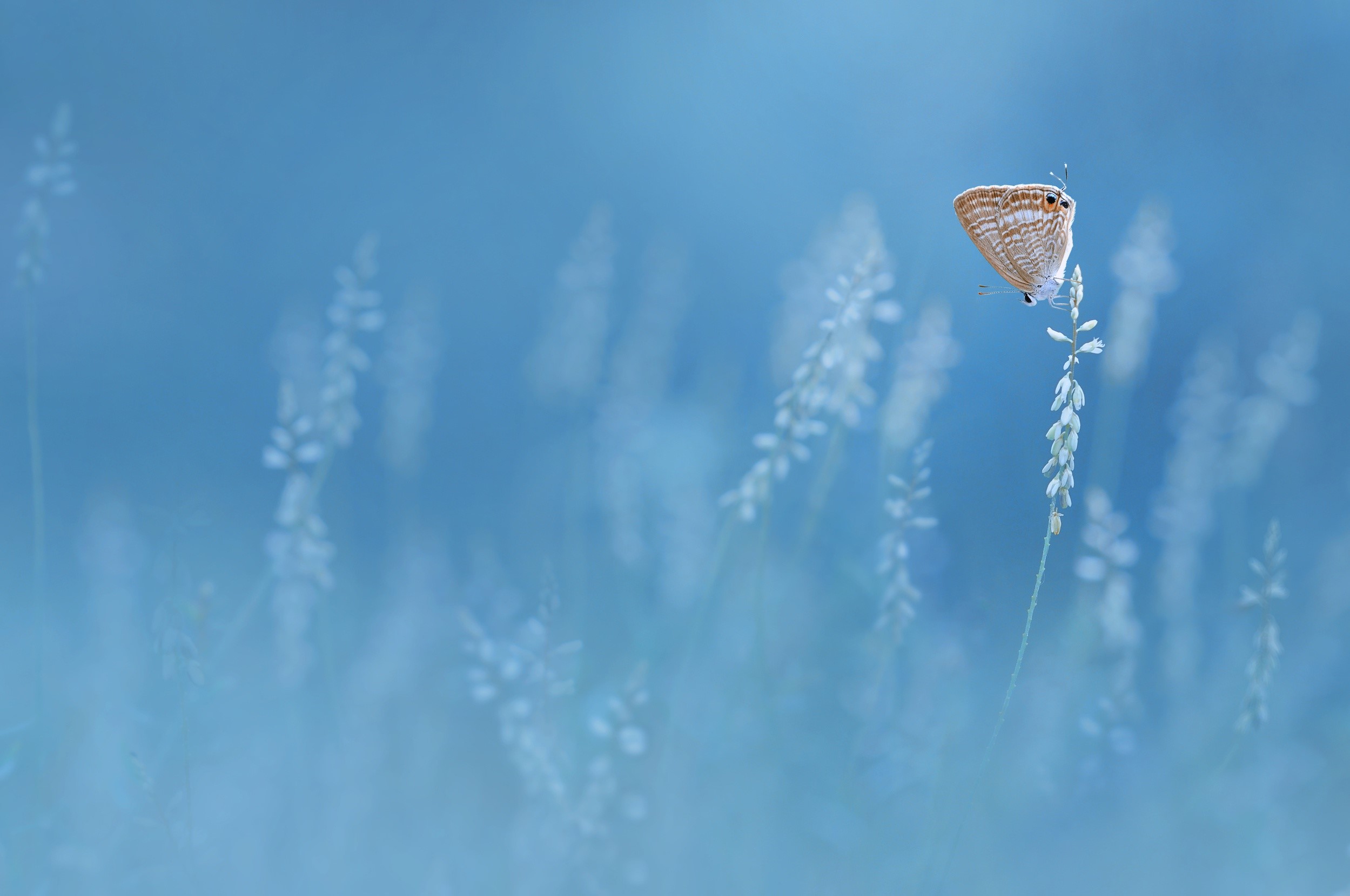 Butterfly on a plant with blue background HD Wallpaper