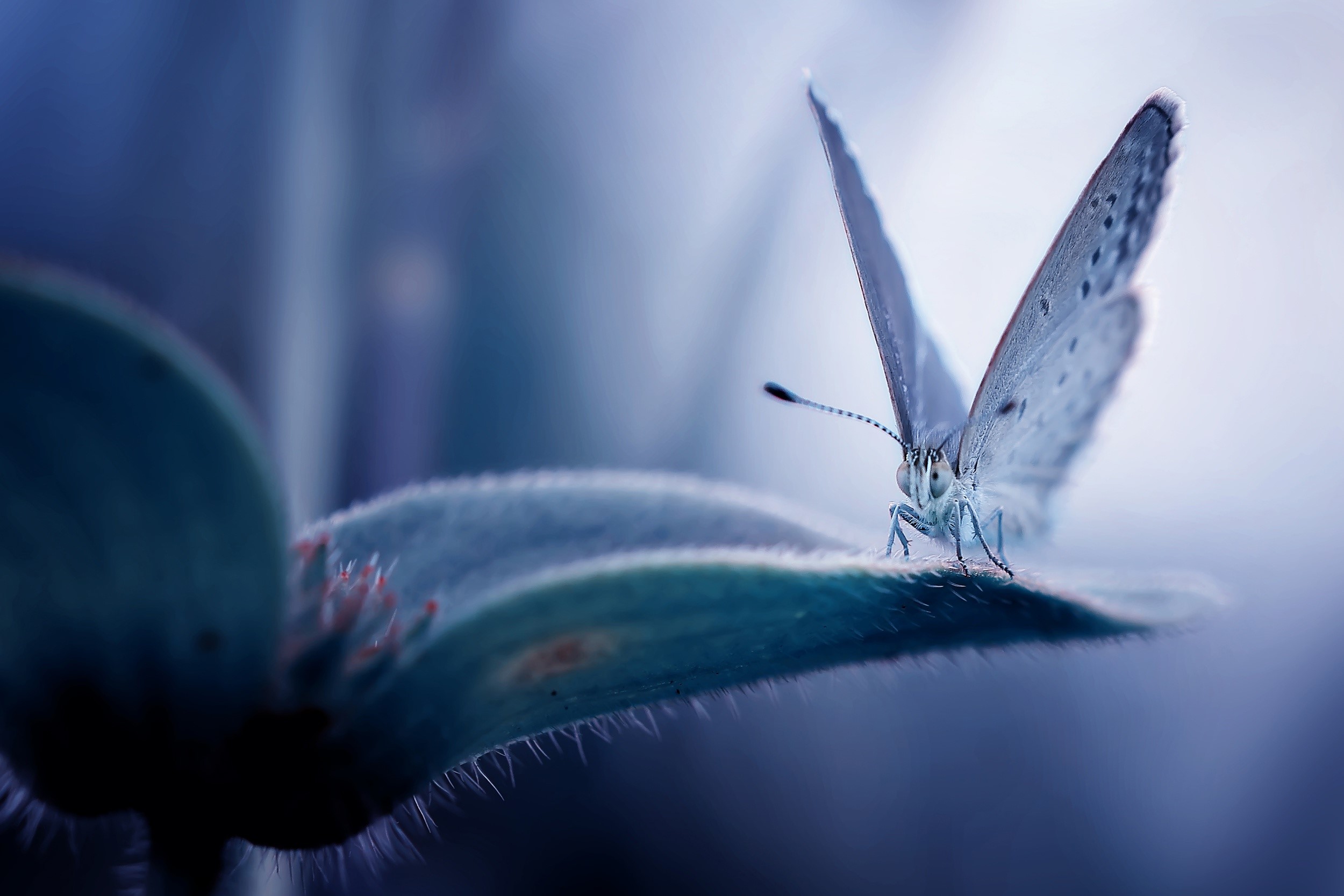 Close-up of a blue butterfly on a fuzzy leaf HD Wallpaper